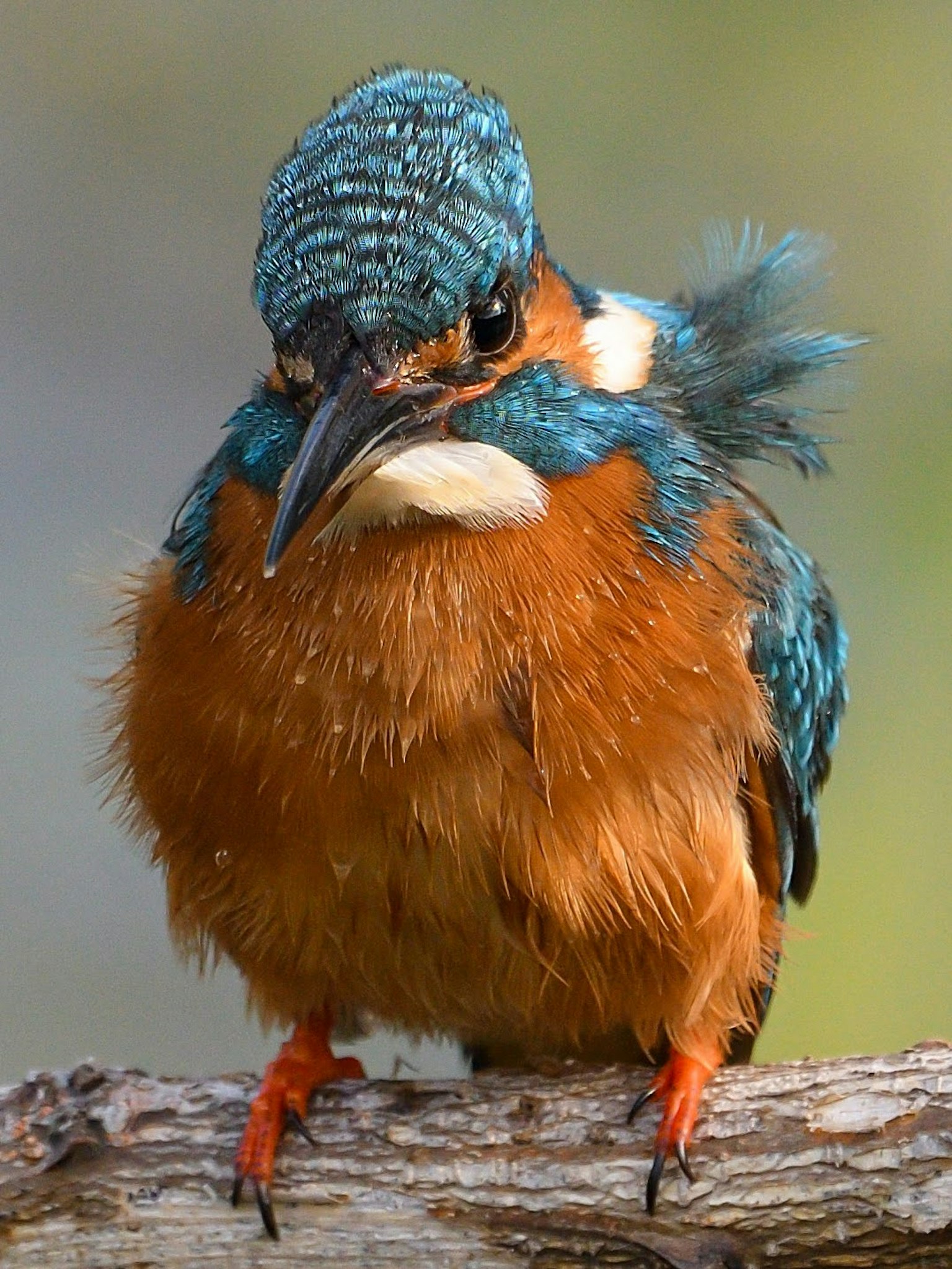 Ein Eisvogel mit lebhaften blauen und orangefarbenen Federn, der auf einem Ast sitzt