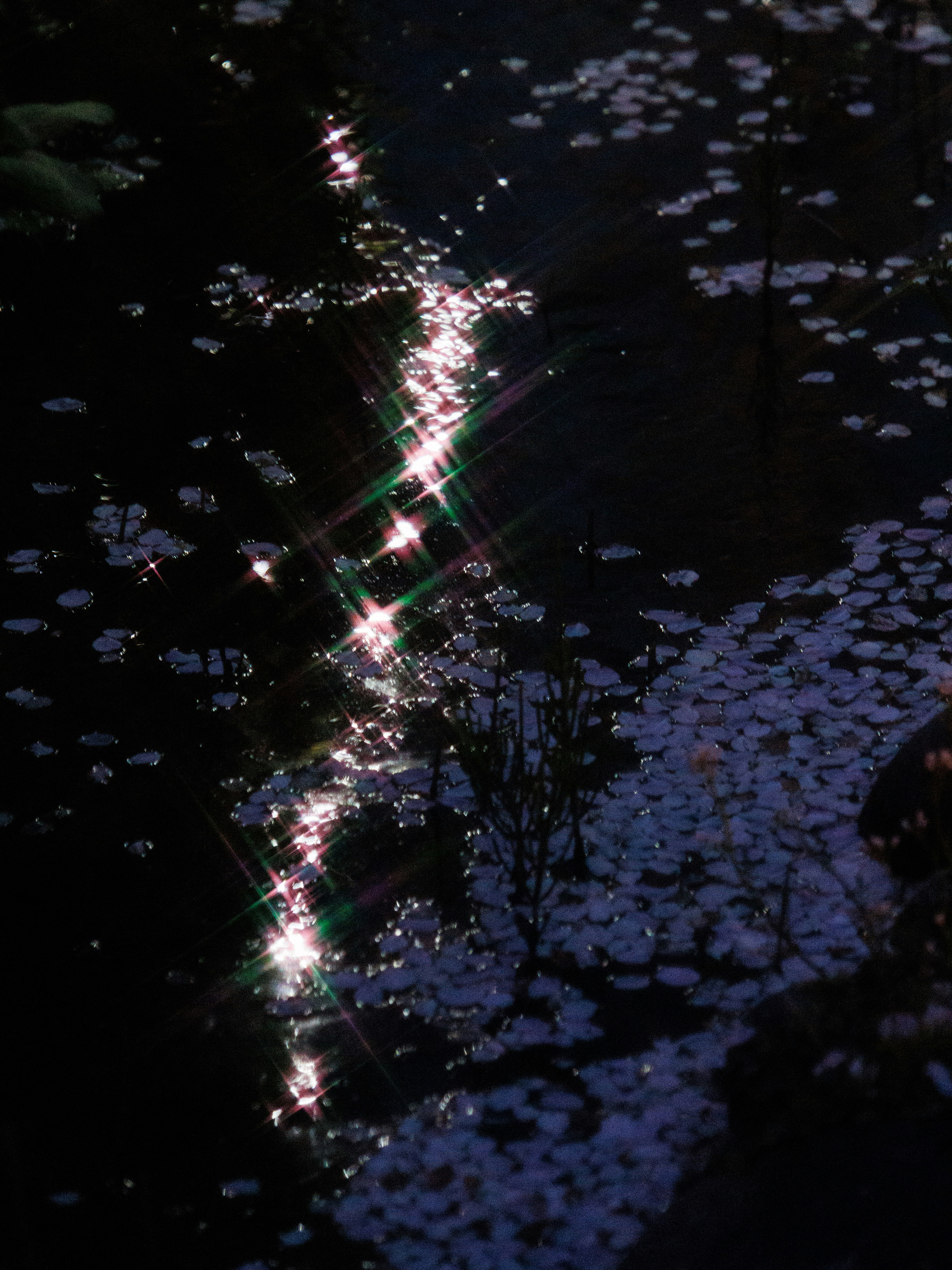 桜の花びらが舞う夜の小道