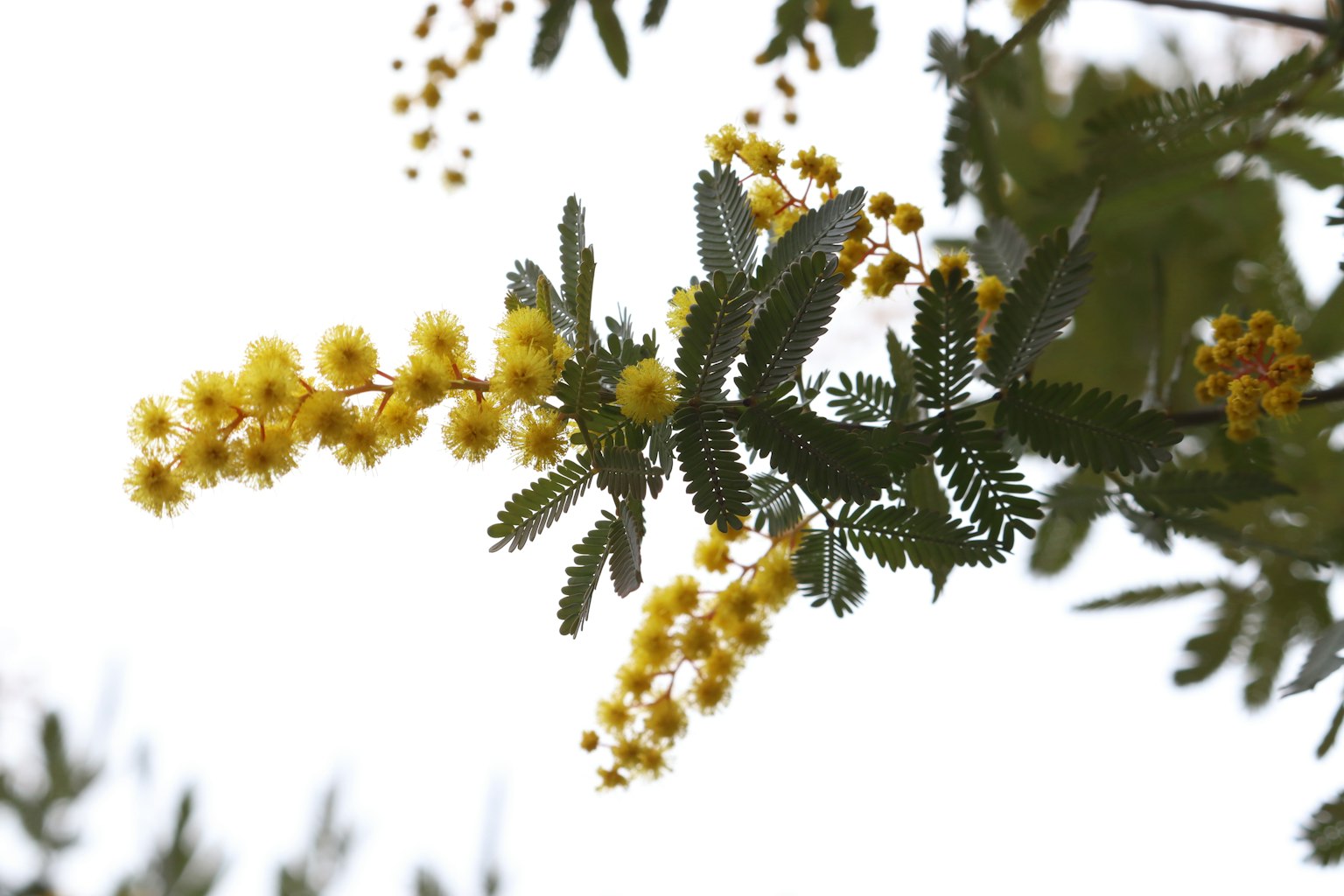A branch of mimosa with yellow flowers against a white background