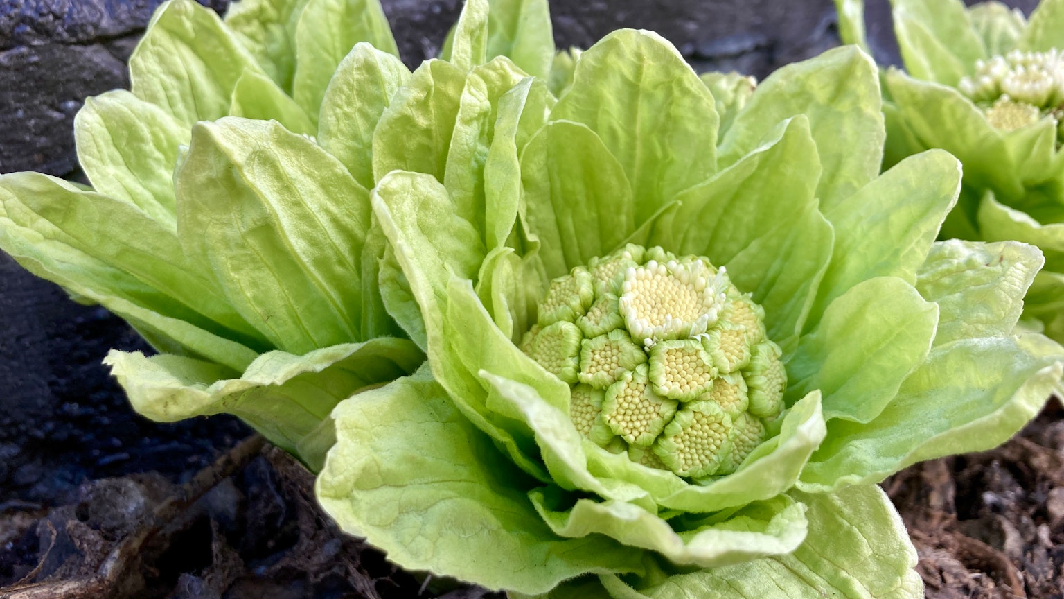 綠色葉子的植物特寫