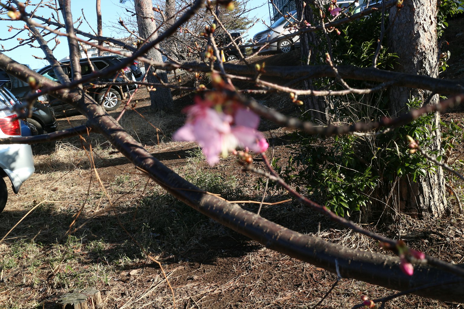 Verschwommene Kirschblüte an einem Ast mit Autos im Hintergrund