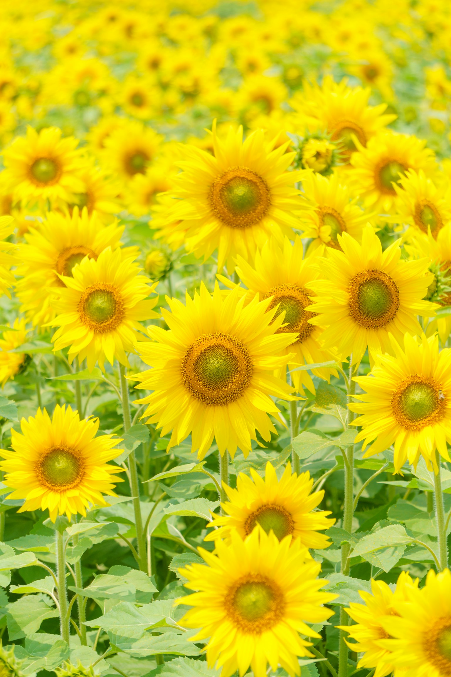 Vibrant field of blooming sunflowers in bright yellow