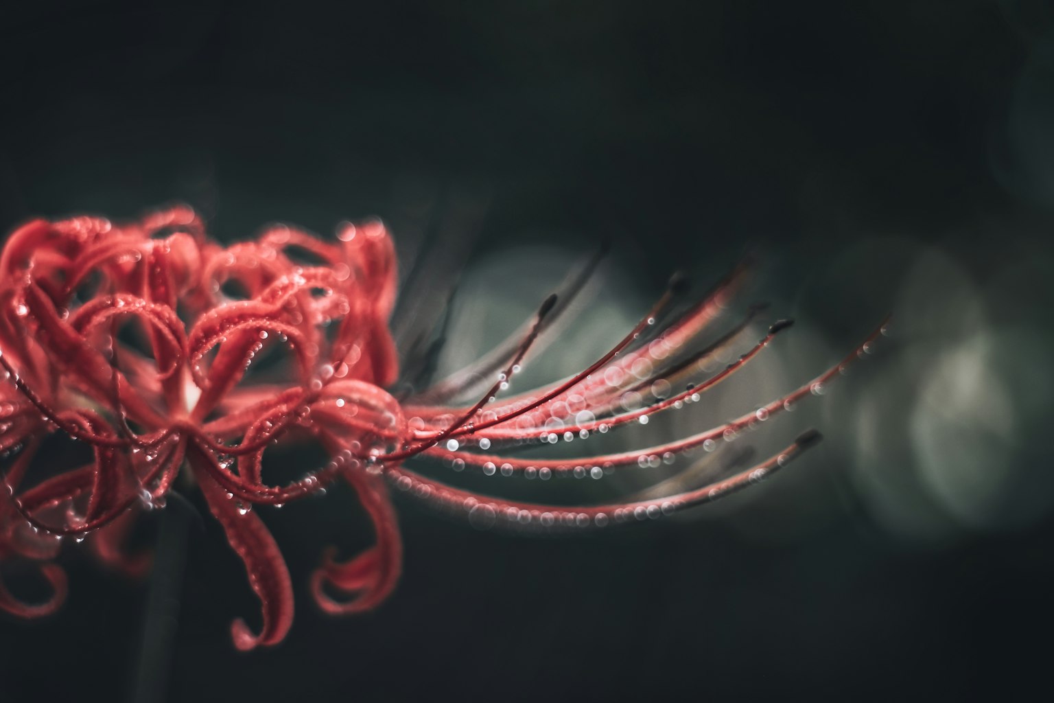 Gambar close-up dari bunga lili laba-laba merah dengan kelopak panjang dan tetesan air