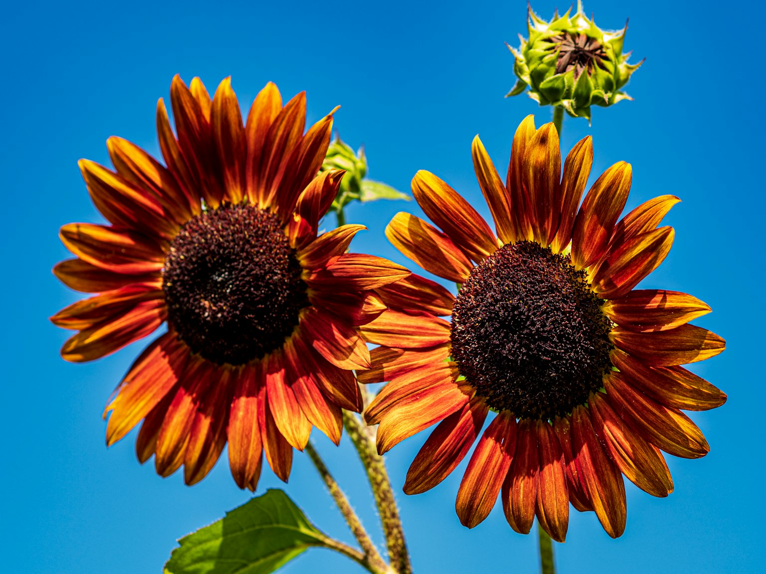 Hoa hướng dương màu cam rực rỡ nở dưới bầu trời xanh