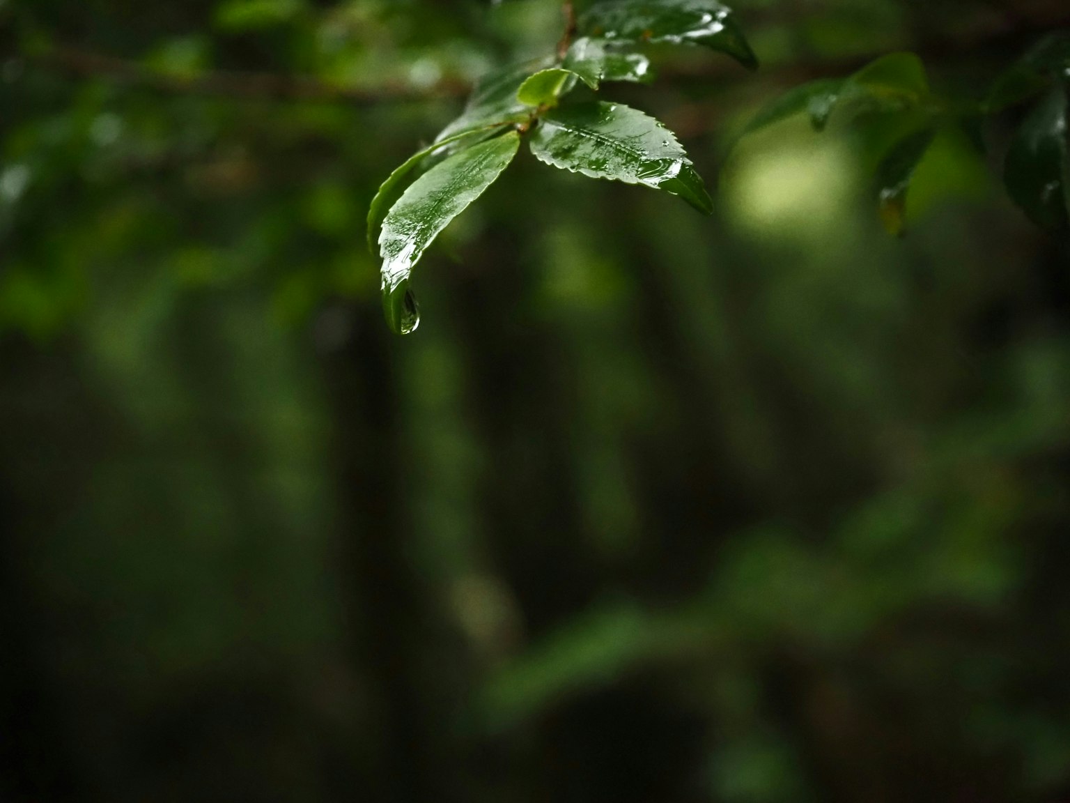 Close-up of green leaves with droplets of water blurred forest background