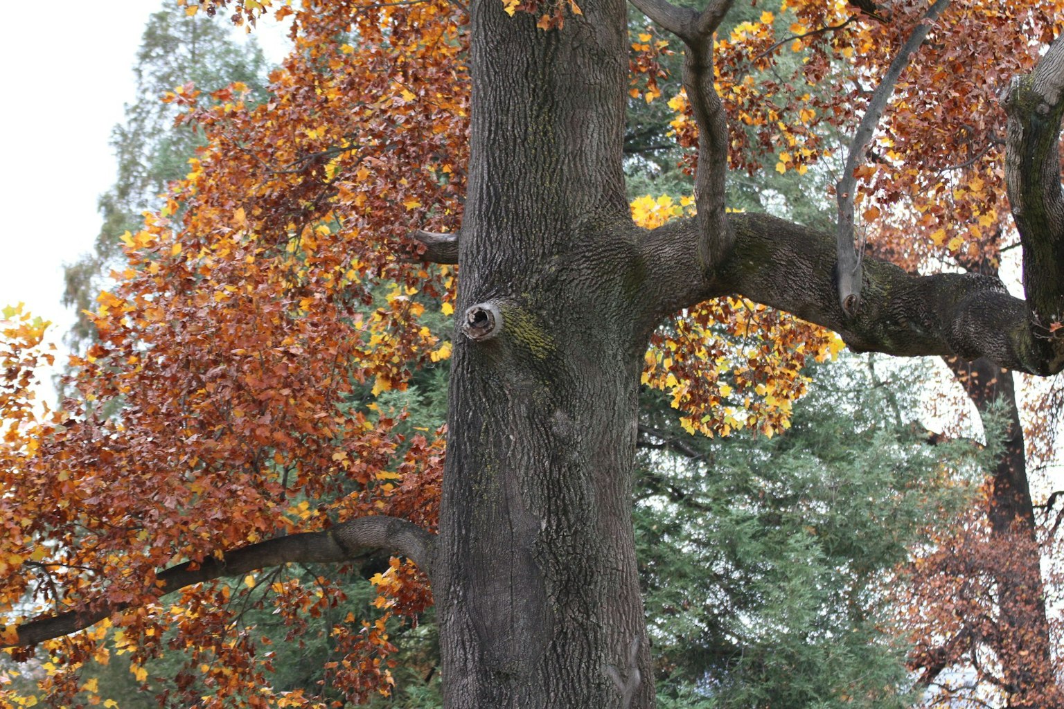 Gros plan sur le tronc d'un arbre avec des feuilles d'automne