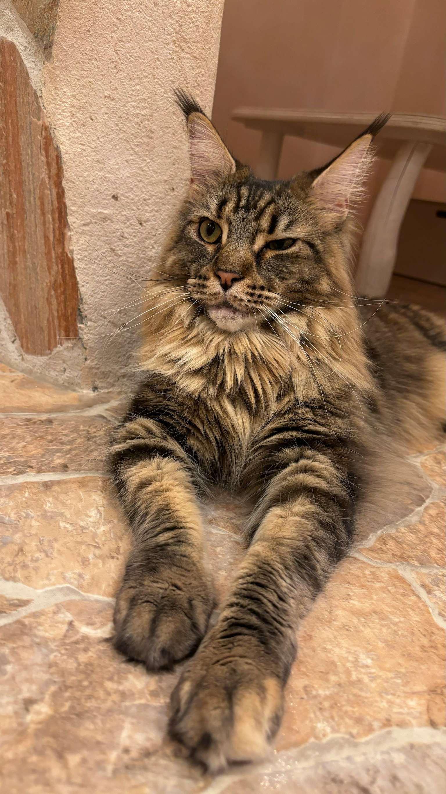 Eine langhaarige Katze ruht auf einem Steinboden