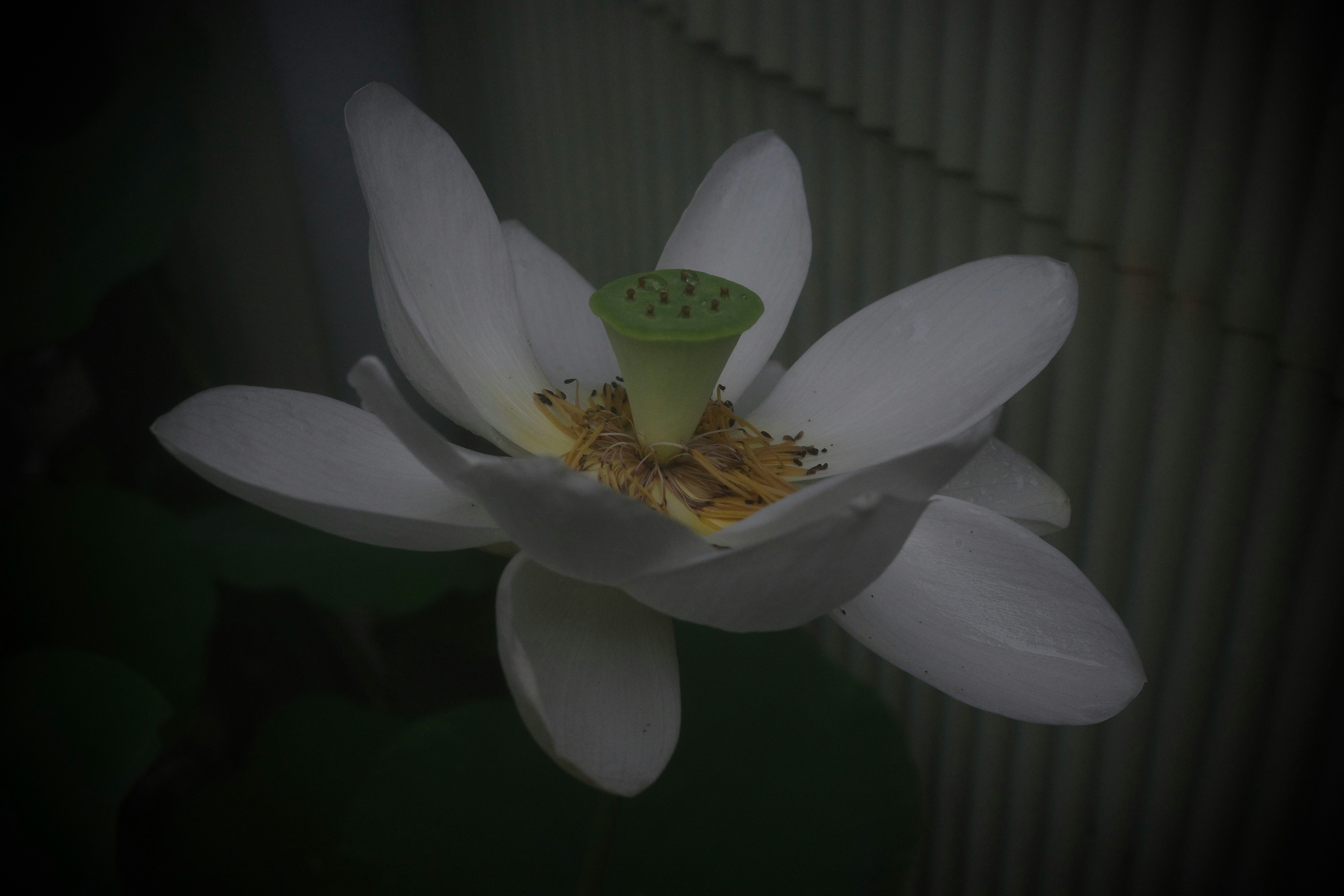 white flower petals with a green center against a dark background