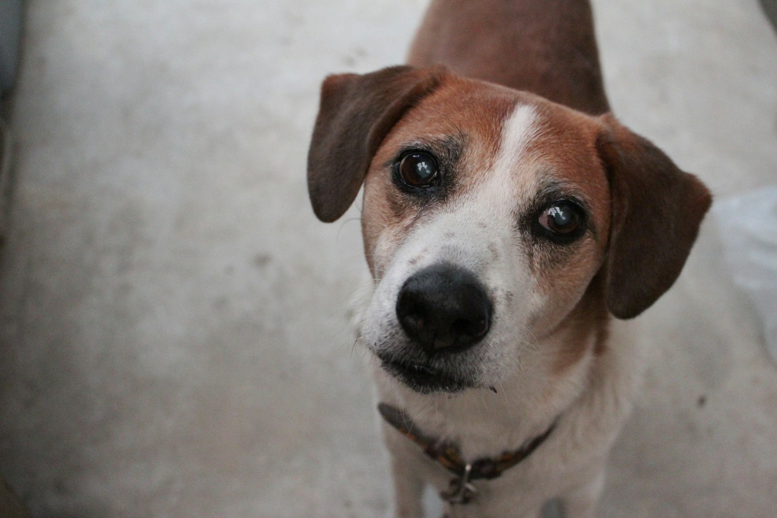 Brauner und weißer Hund schaut in die Kamera