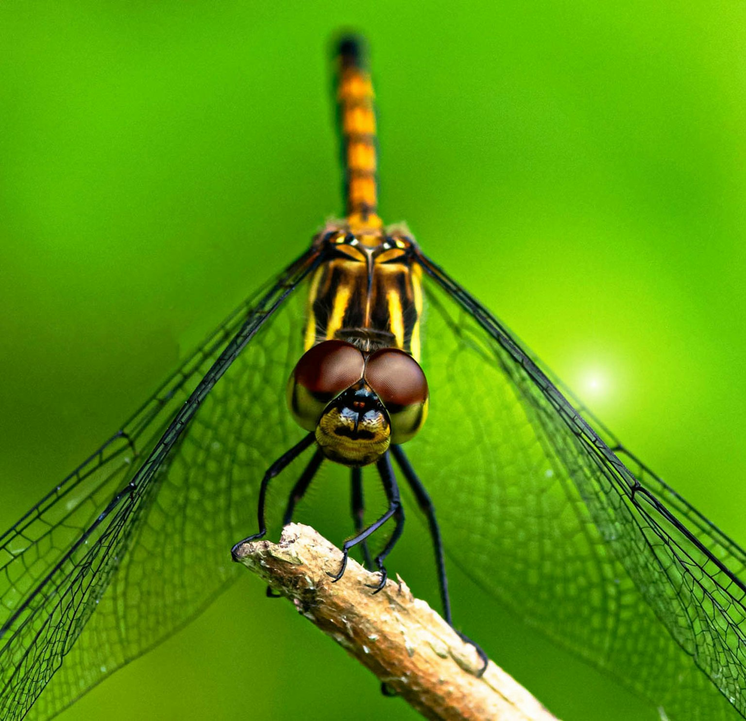 Primo piano di una libellula appollaiata su un rametto su uno sfondo verde