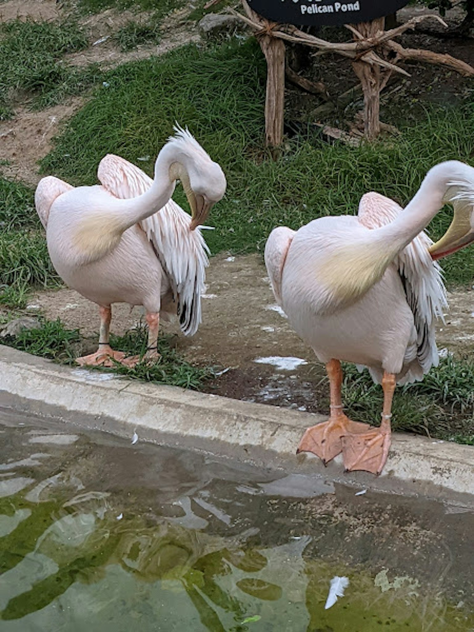 Dua flamingo beristirahat di tepi air