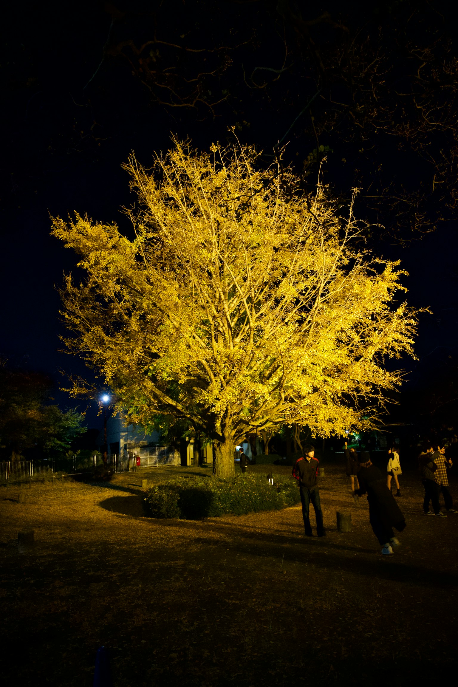 Un arbre jaune lumineux la nuit avec des personnes à proximité