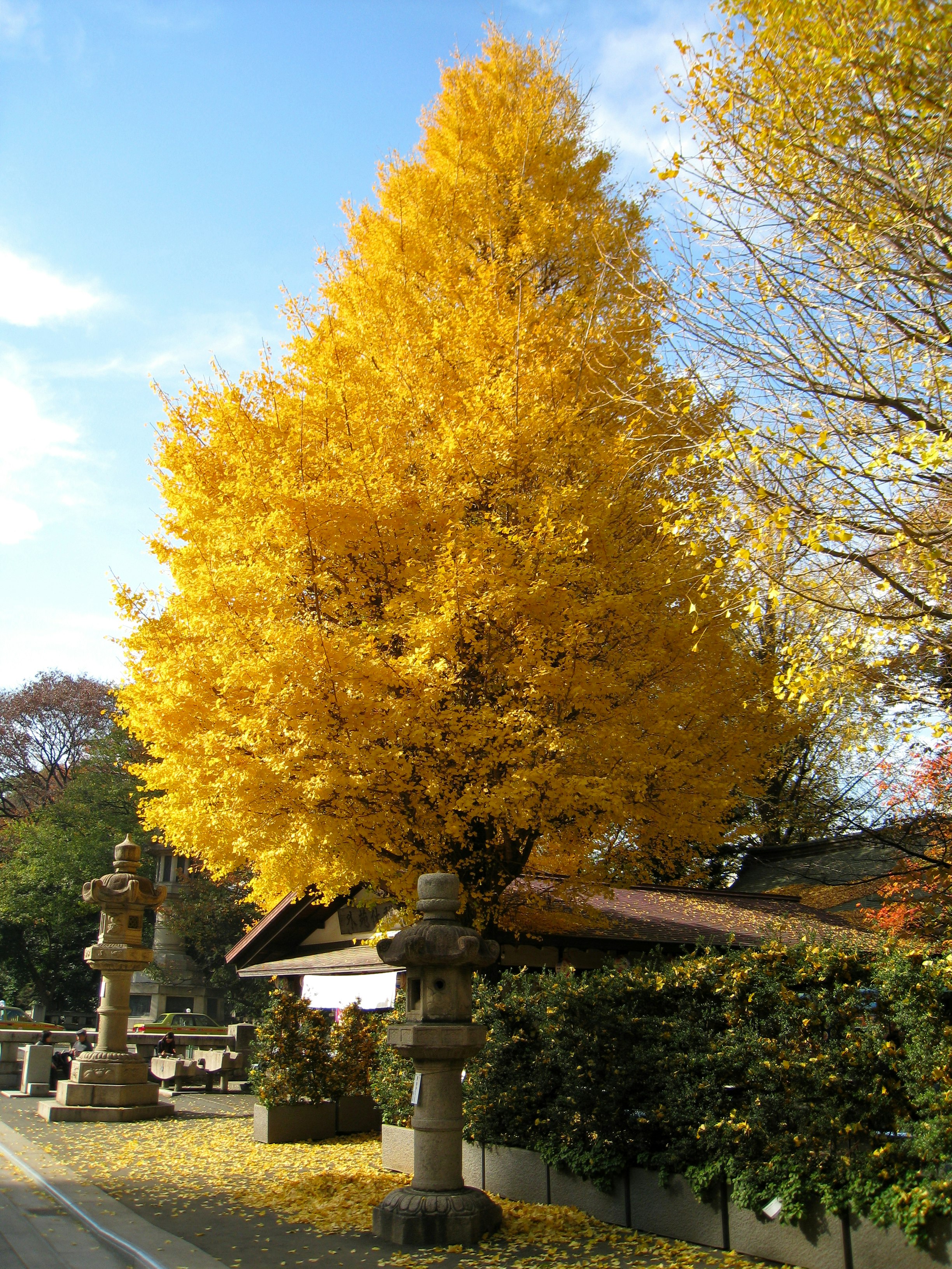 goldenes Herbstlaub und steinerne Laternen entlang eines Tempelweges