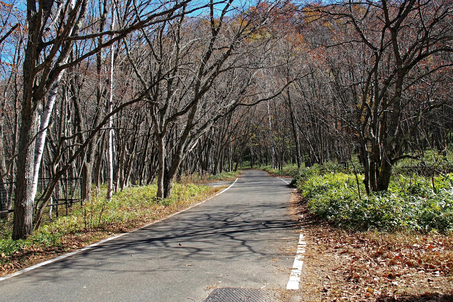 被秋天樹木環繞的安靜道路