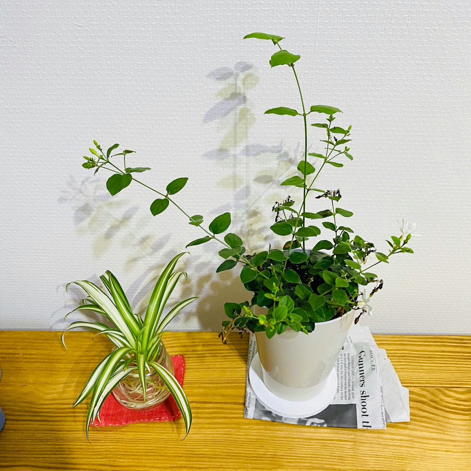 一个白色花盆里的绿色室内植物和一个玻璃容器里的条纹叶植物放在木制表面上