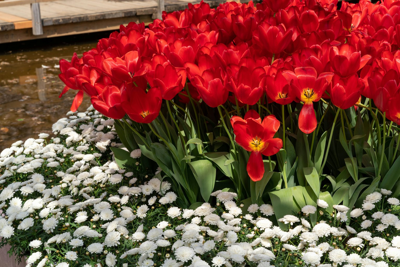 Những bông tulip đỏ rực rỡ được bao quanh bởi hoa trắng trong khu vườn