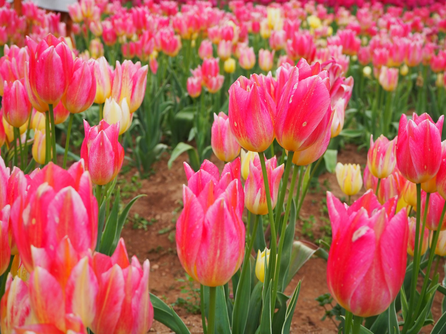 Ein lebhaftes Feld mit blühenden rosa und gelben Tulpen