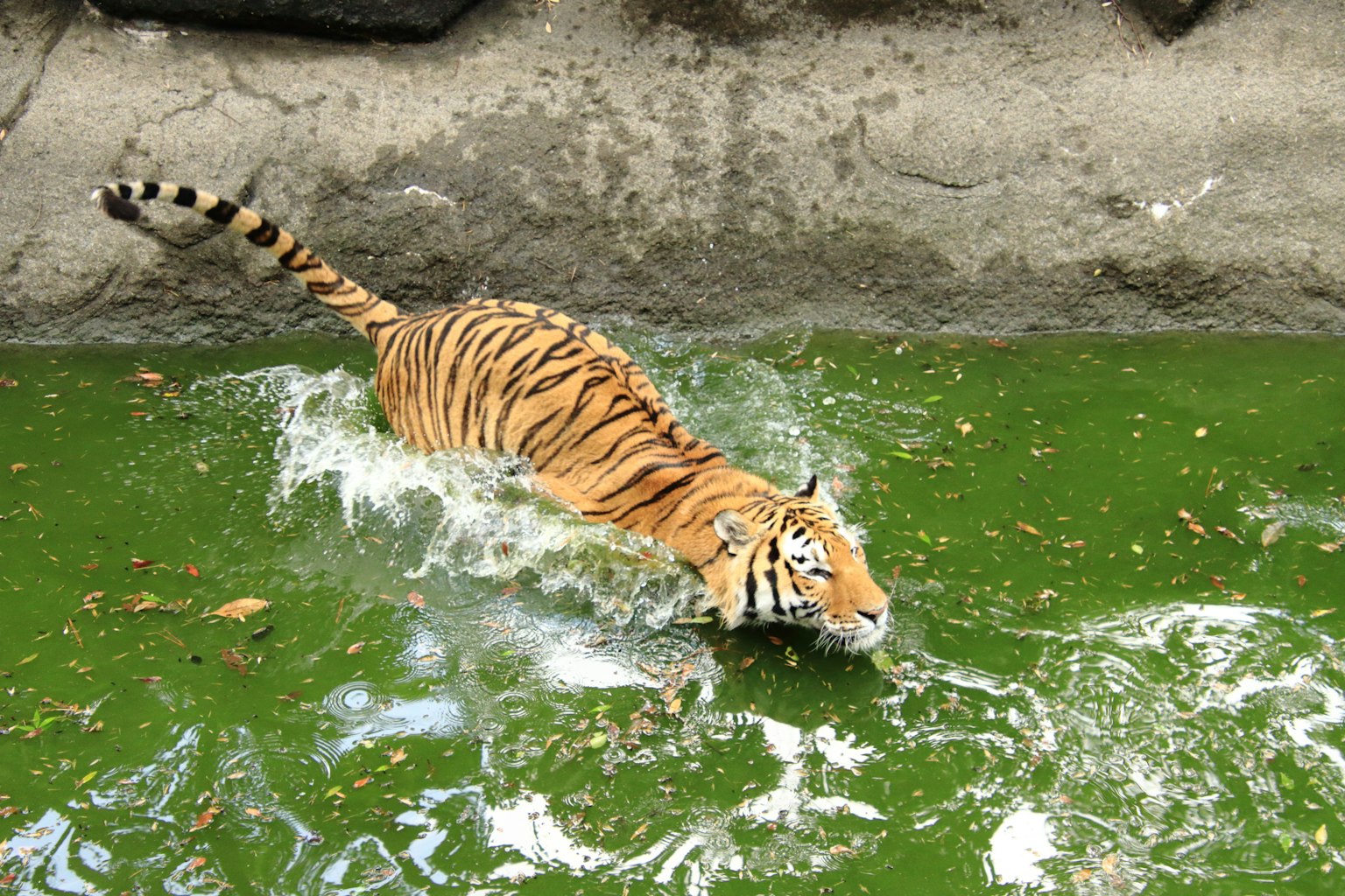 Tigre nadando en agua verde