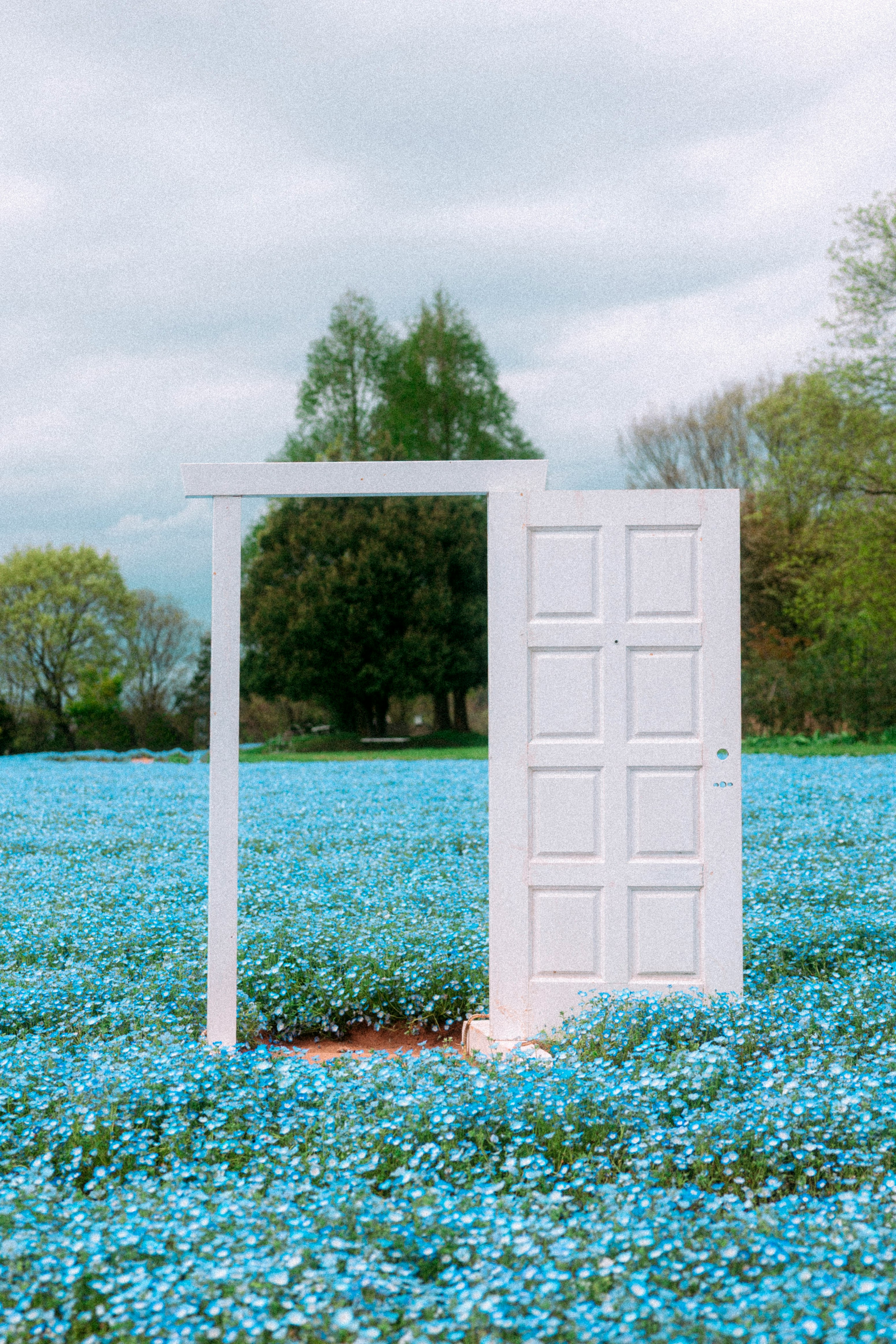 青いネモフィラの花畑と白い門のある風景