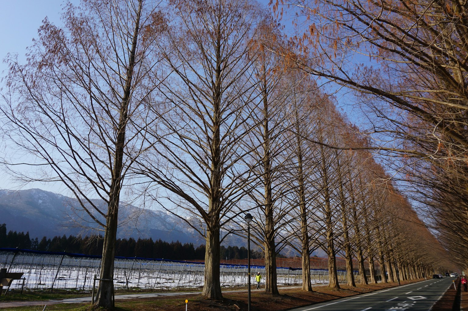 Fila di alberi alti lungo una strada invernale con terreno coperto di neve