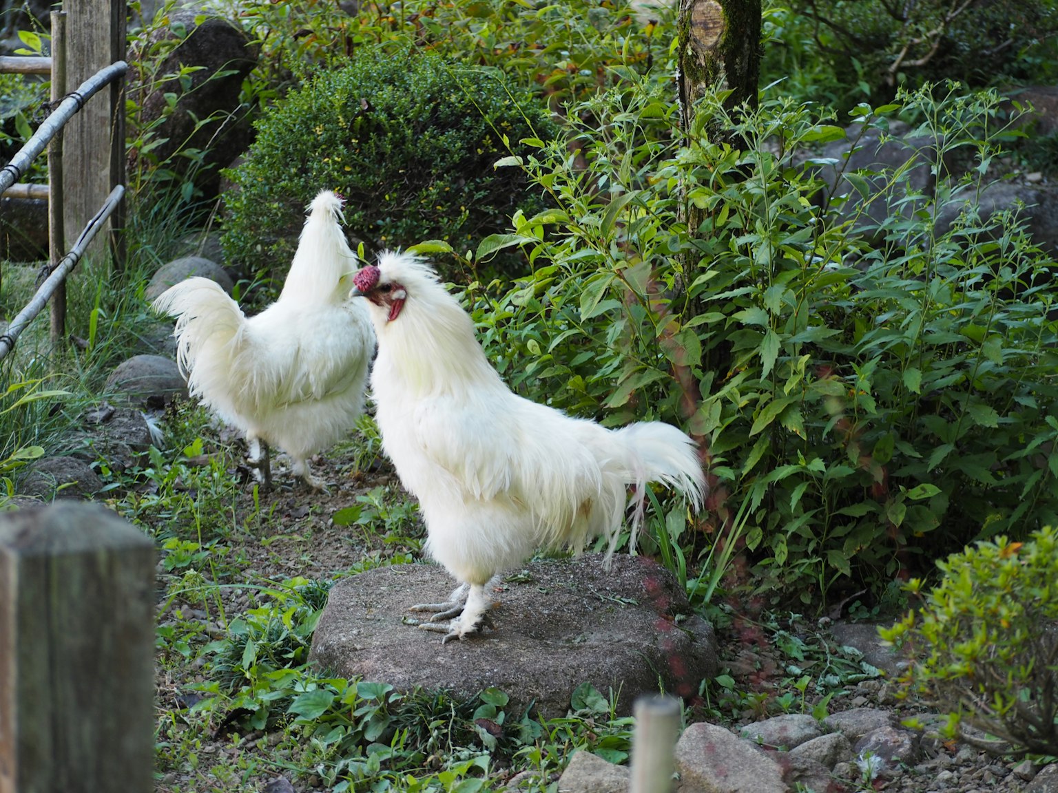 兩隻白雞站在綠植中