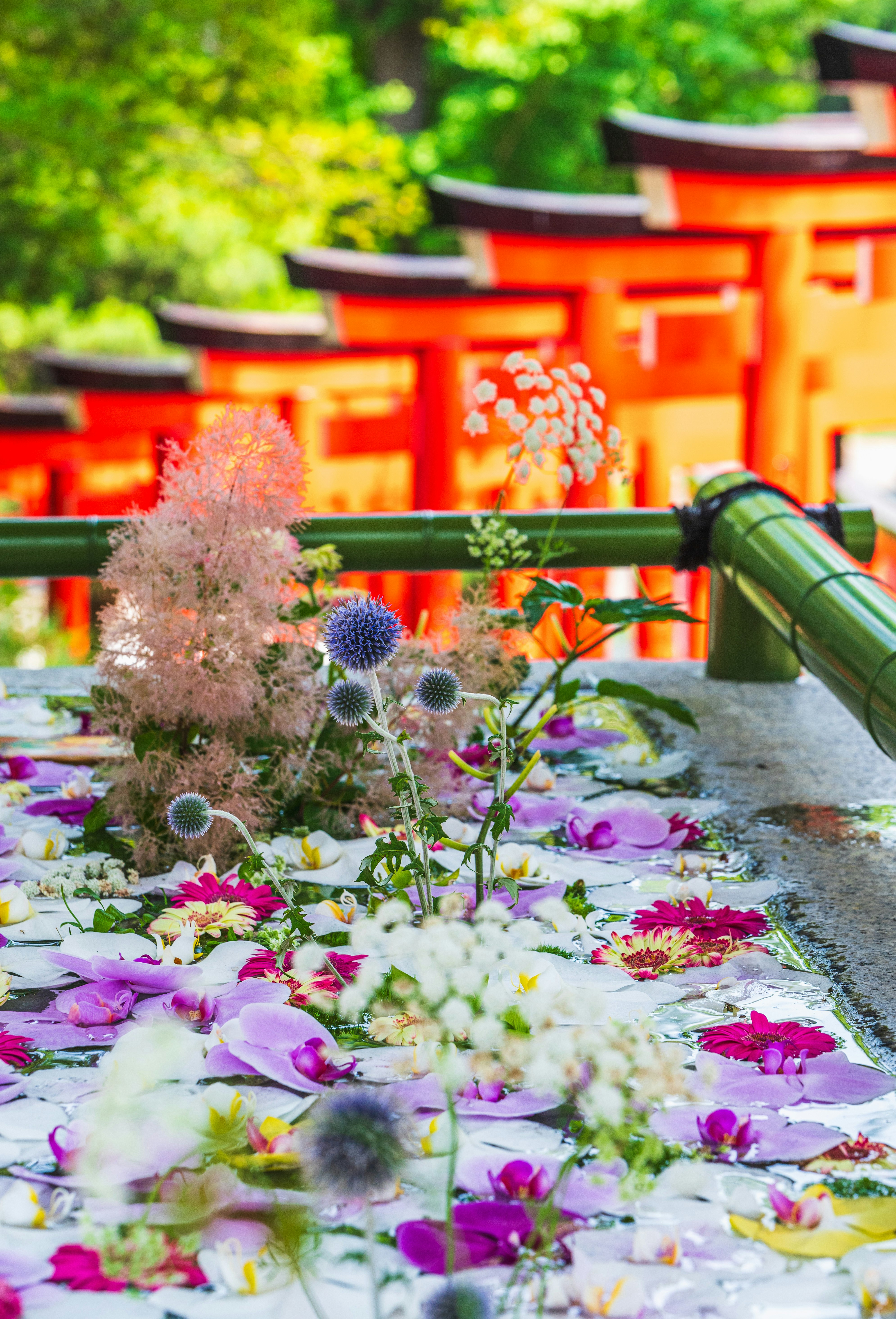 鮮やかな朱色の鳥居と花びらの敷き詰められた参道
