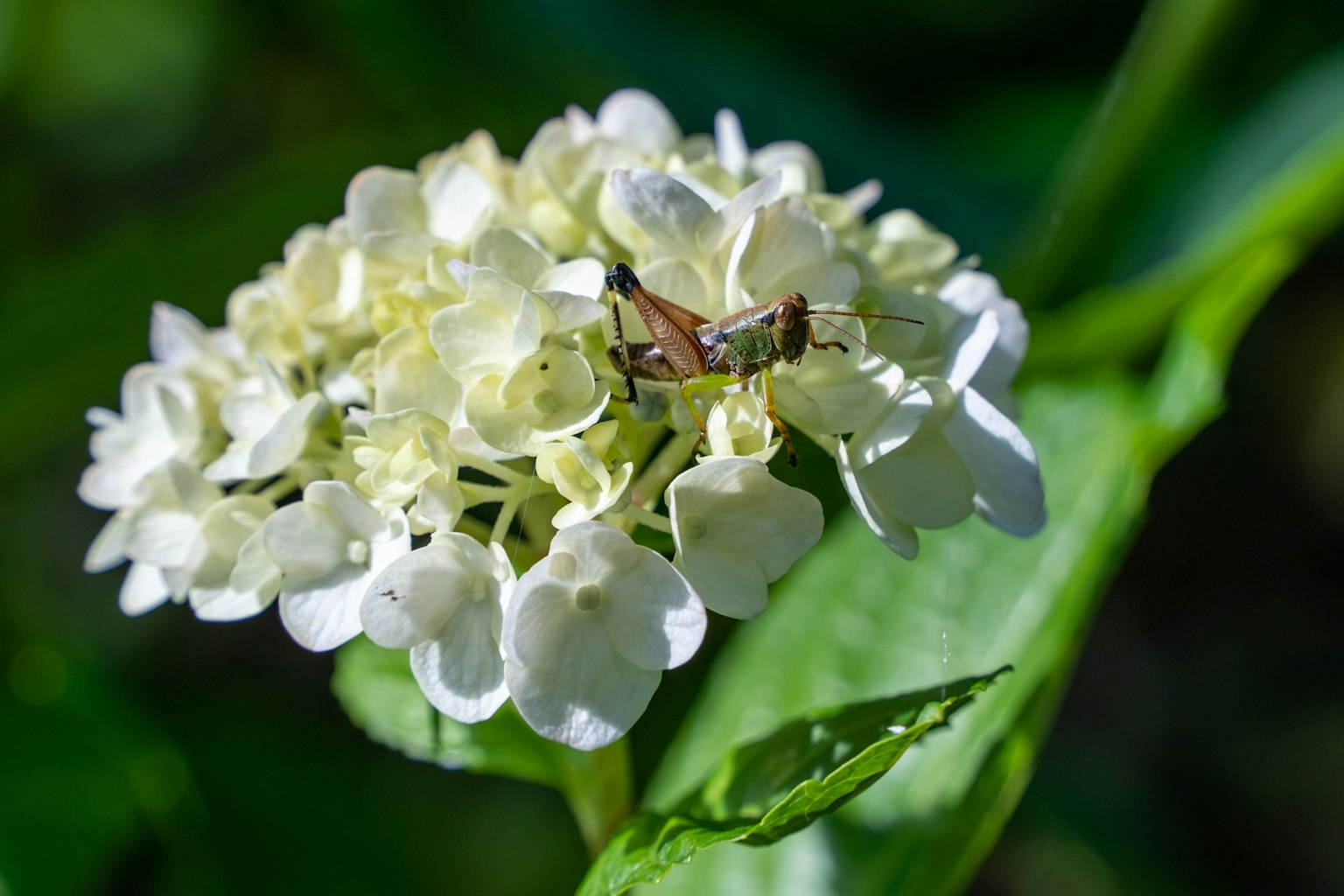 Primo piano di un insetto su un fiore bianco