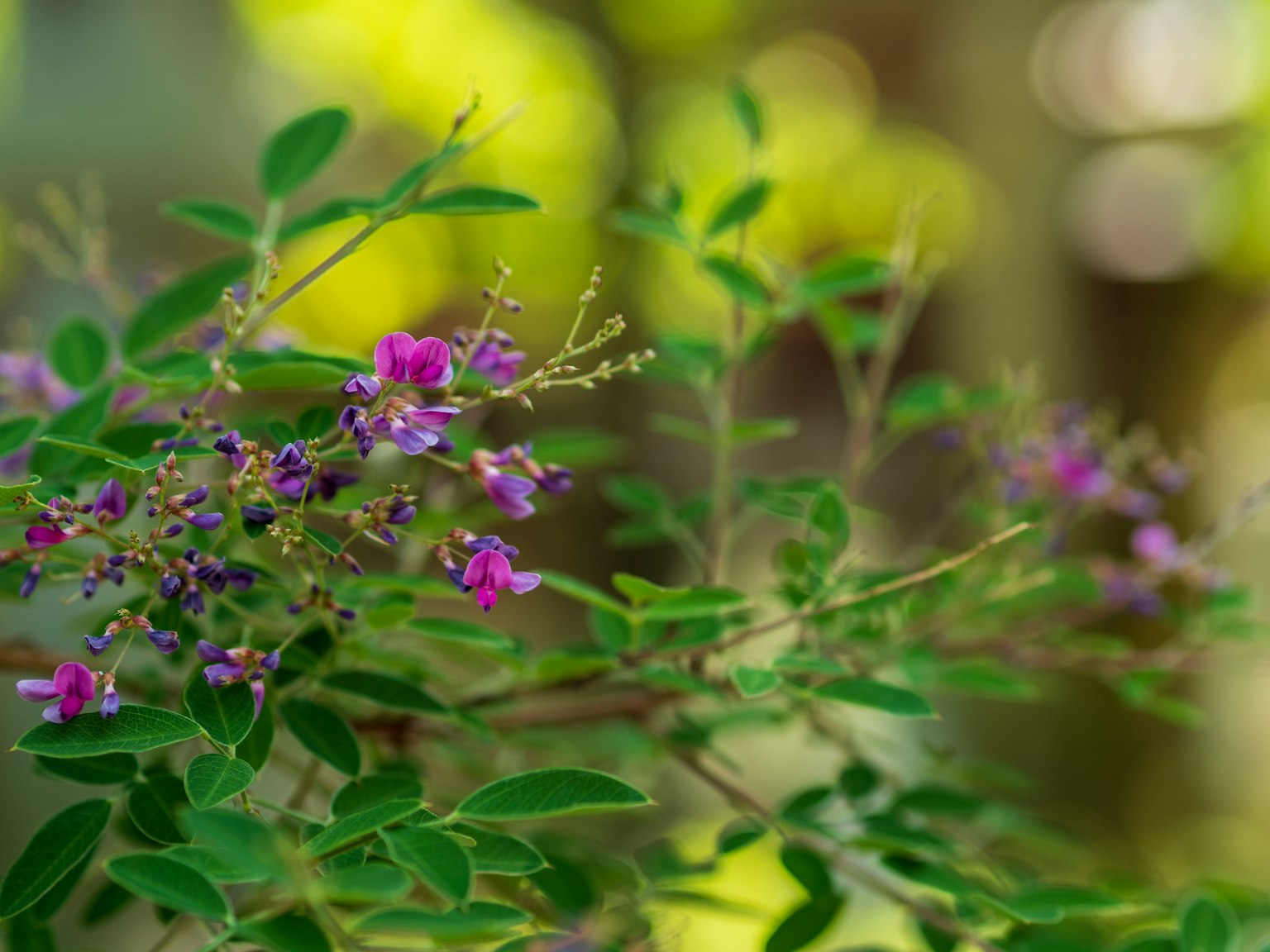 Primo piano di una pianta con fiori viola e foglie verdi