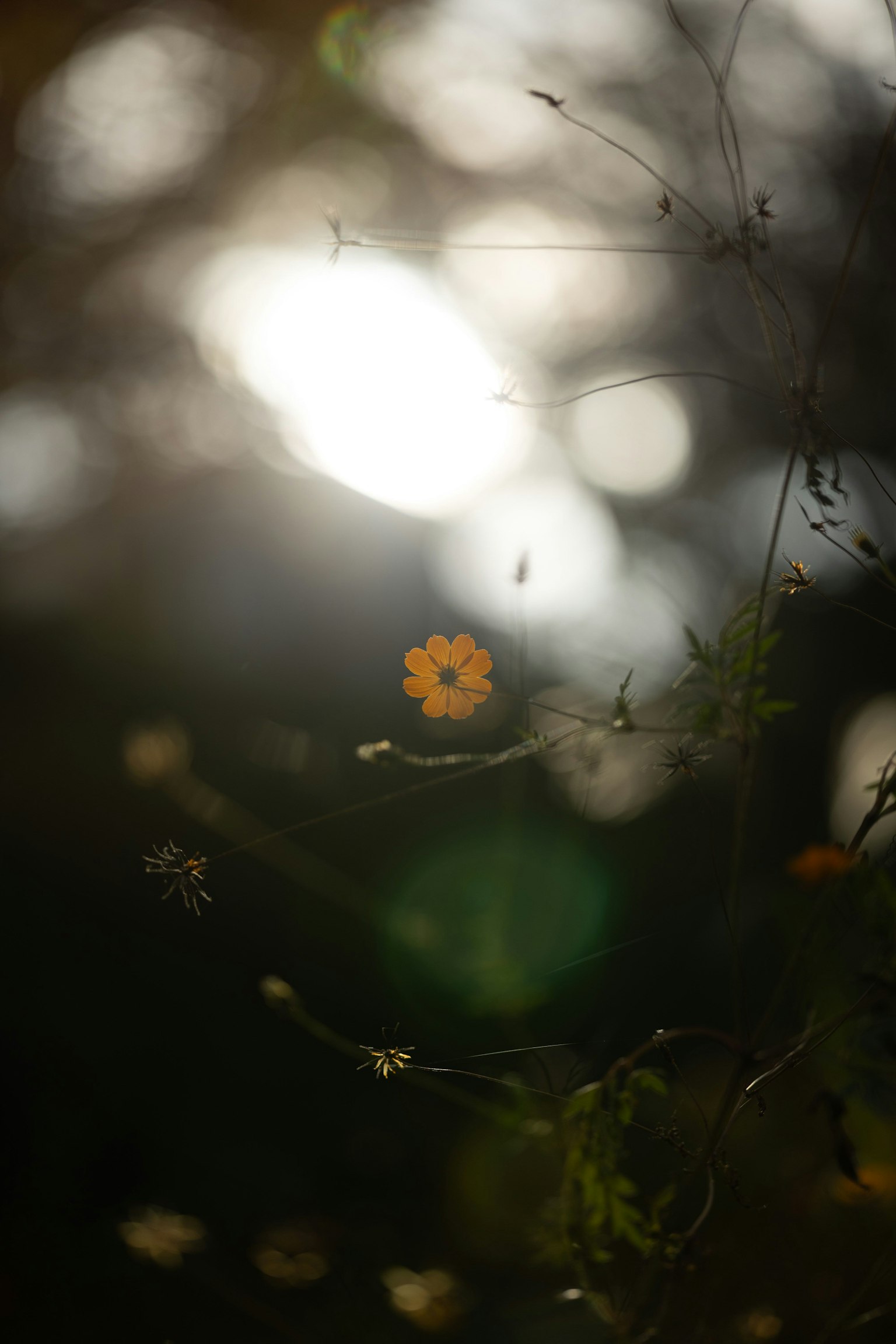 Un fiore arancione brillante spicca su uno sfondo sfocato di luce