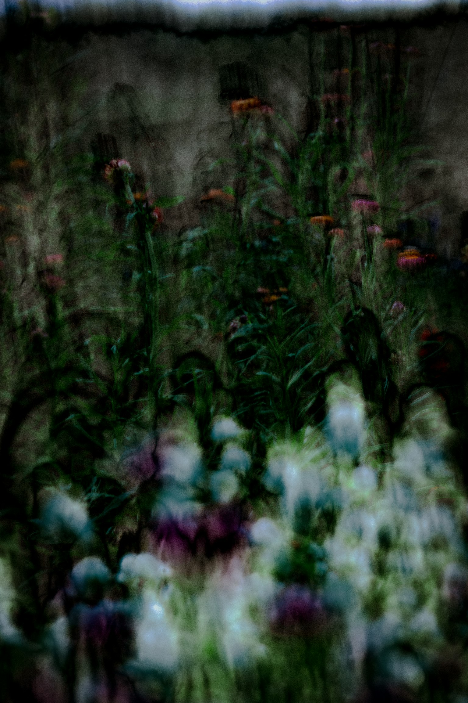 Image floue de fleurs dans un jardin