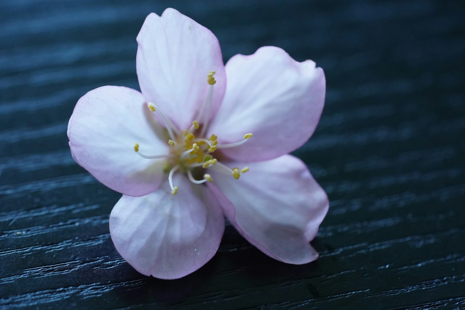 Sebuah bunga sakura dengan kelopak merah muda pucat ditempatkan di latar belakang biru gelap