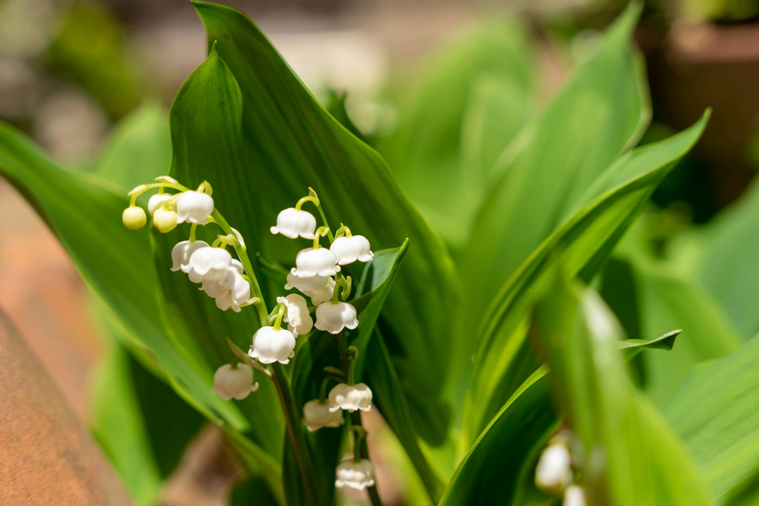 Close-up of lily of the valley flowers blooming among green leaves