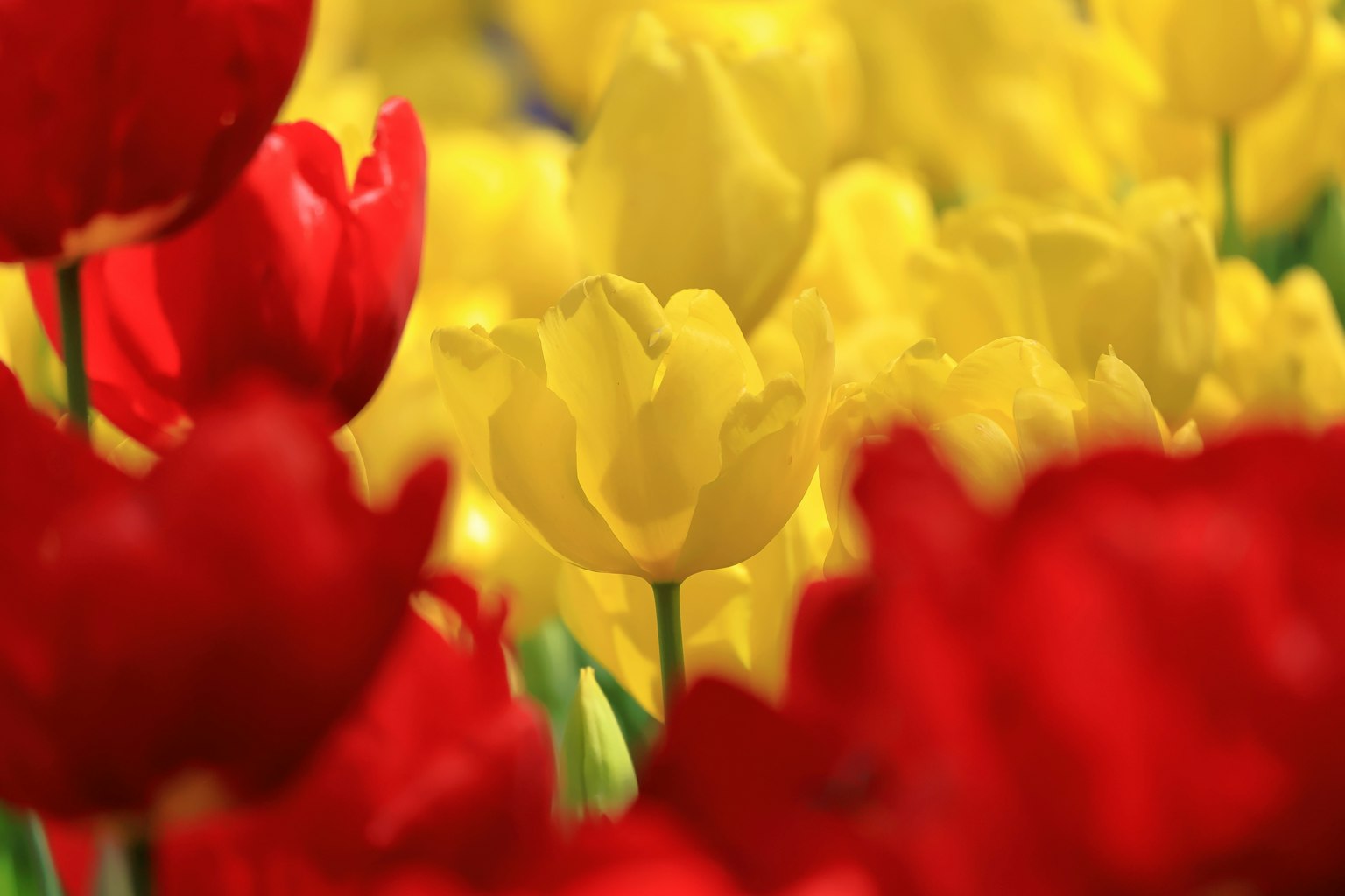 Scène vibrante de fleurs de tulipes rouges et jaunes en fleurs