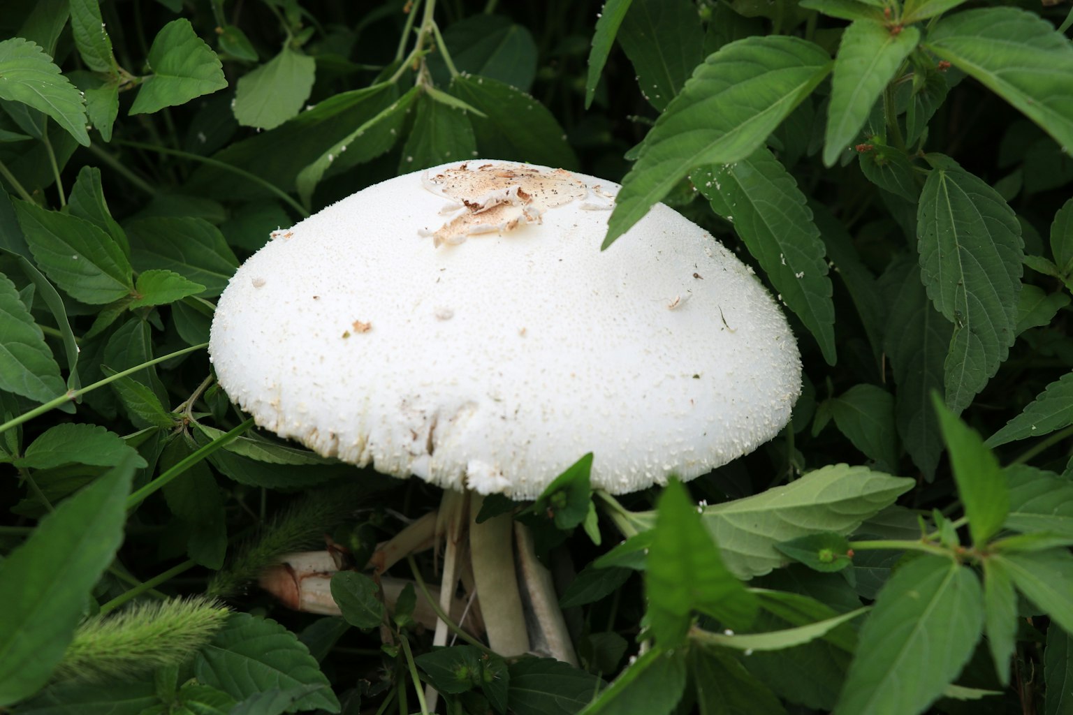 被绿色叶子包围的白色蘑菇