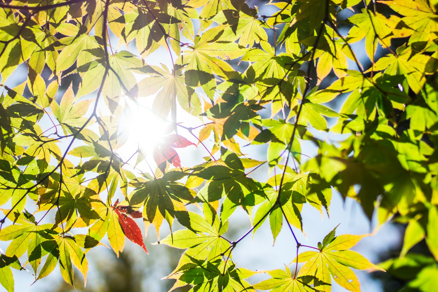 Luce solare che filtra tra foglie verdi e gialle vibranti