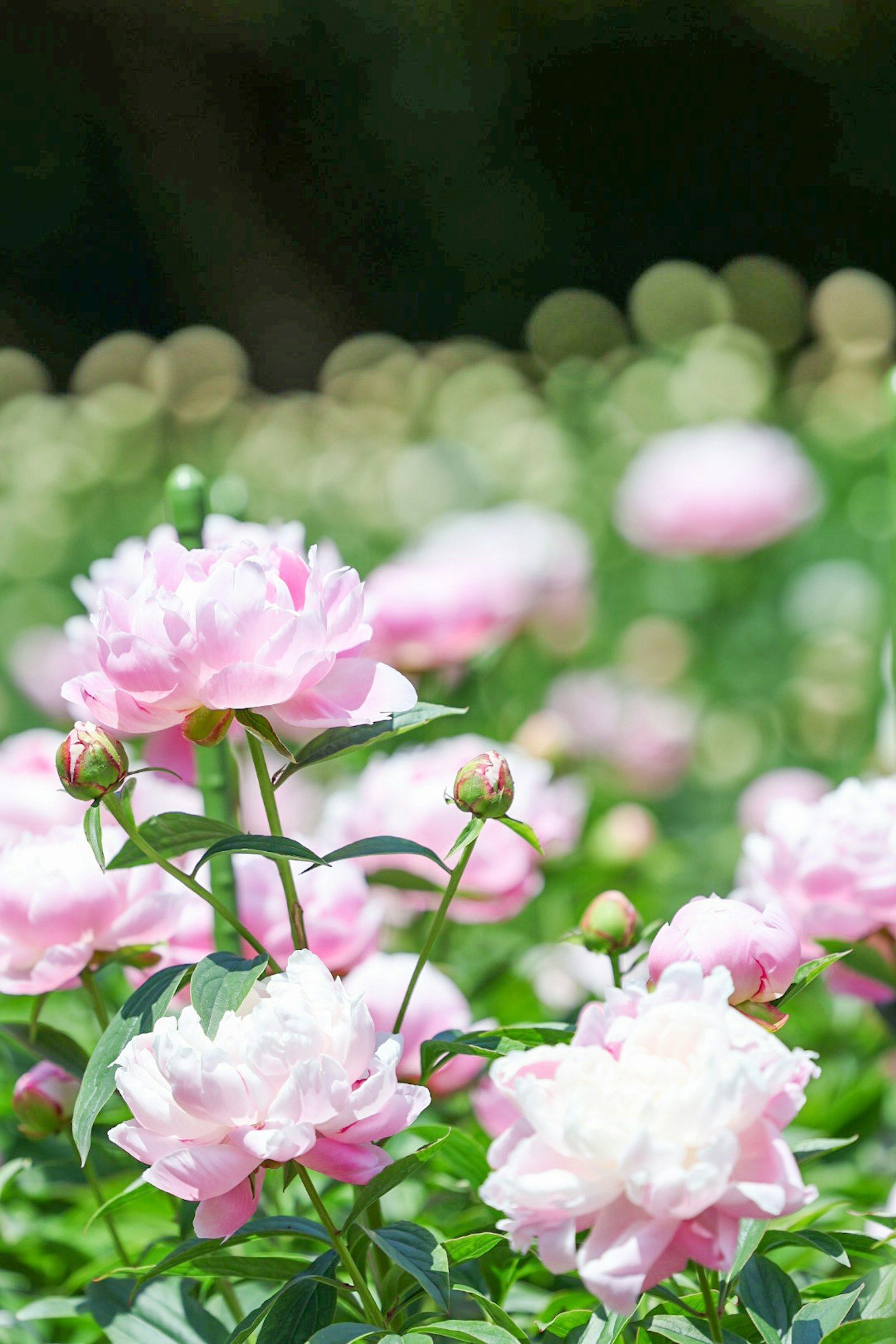 Una scena di giardino con peonie rosa chiaro in fiore