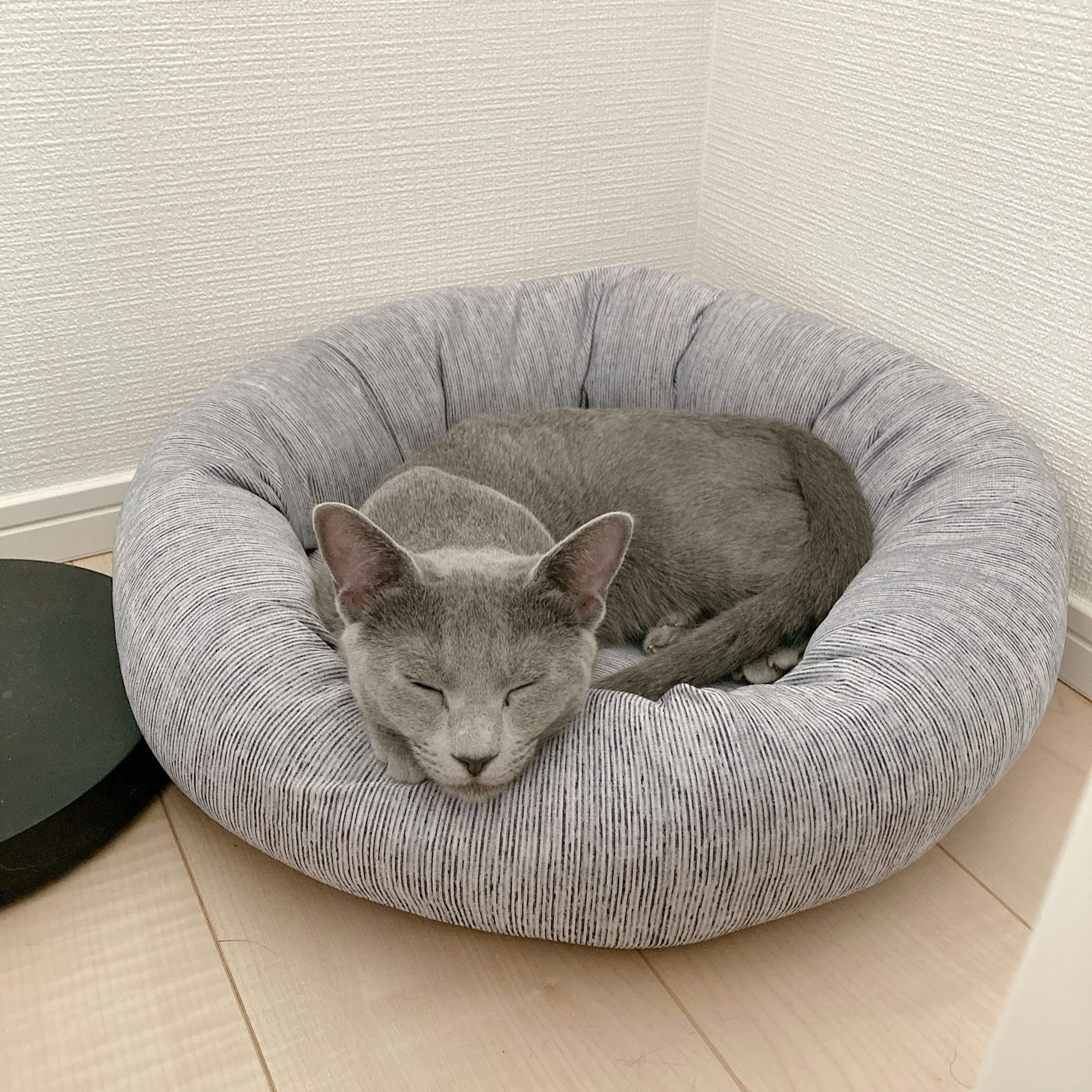 灰色猫咪在舒适的圆形床上睡觉