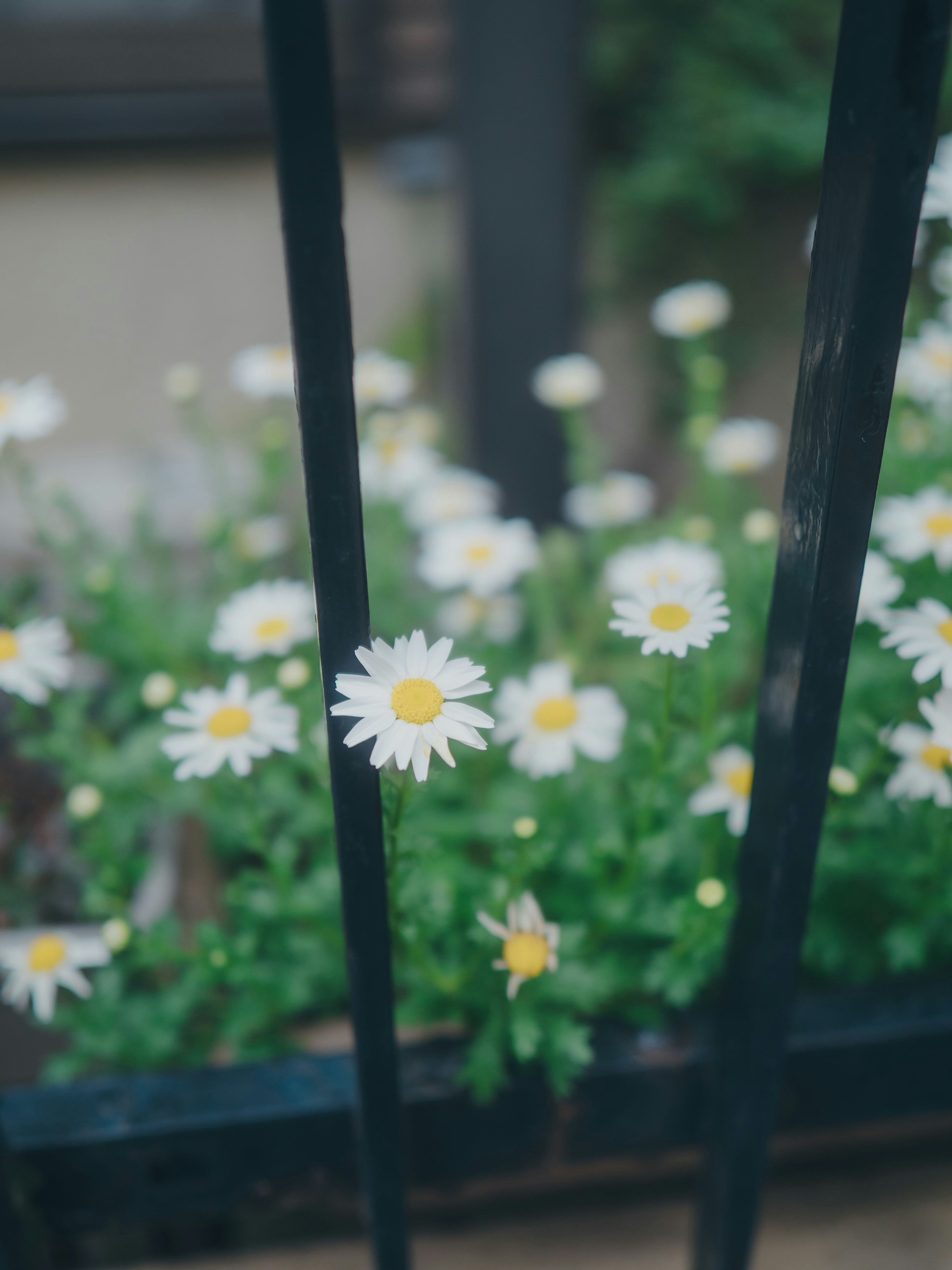 Fleurs de marguerites dans un parterre de jardin avec des supports sombres