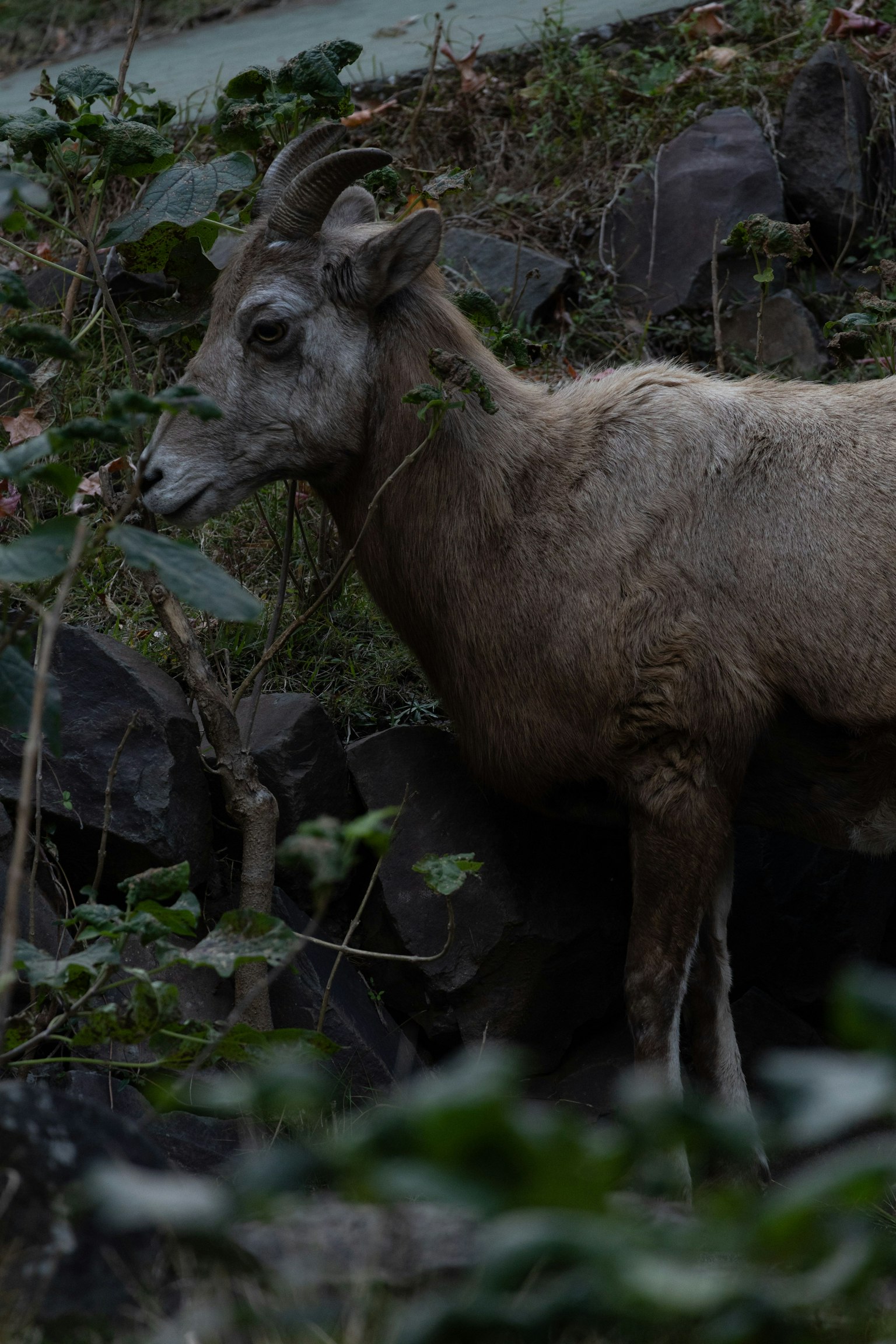 Sisi kambing di lingkungan gelap di antara batu-batu
