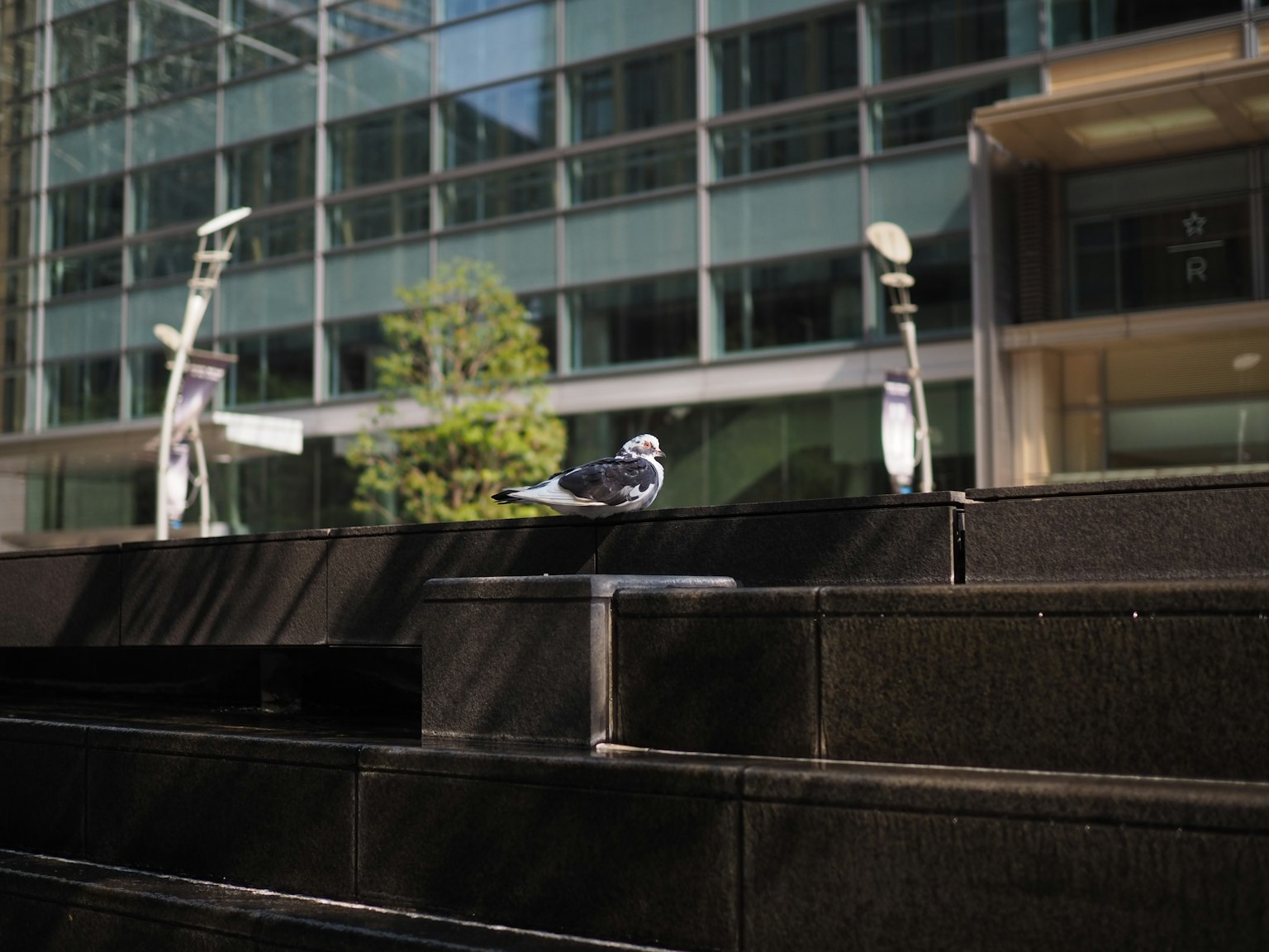 Un pigeon reposant sur un mur noir avec un bâtiment moderne en arrière-plan