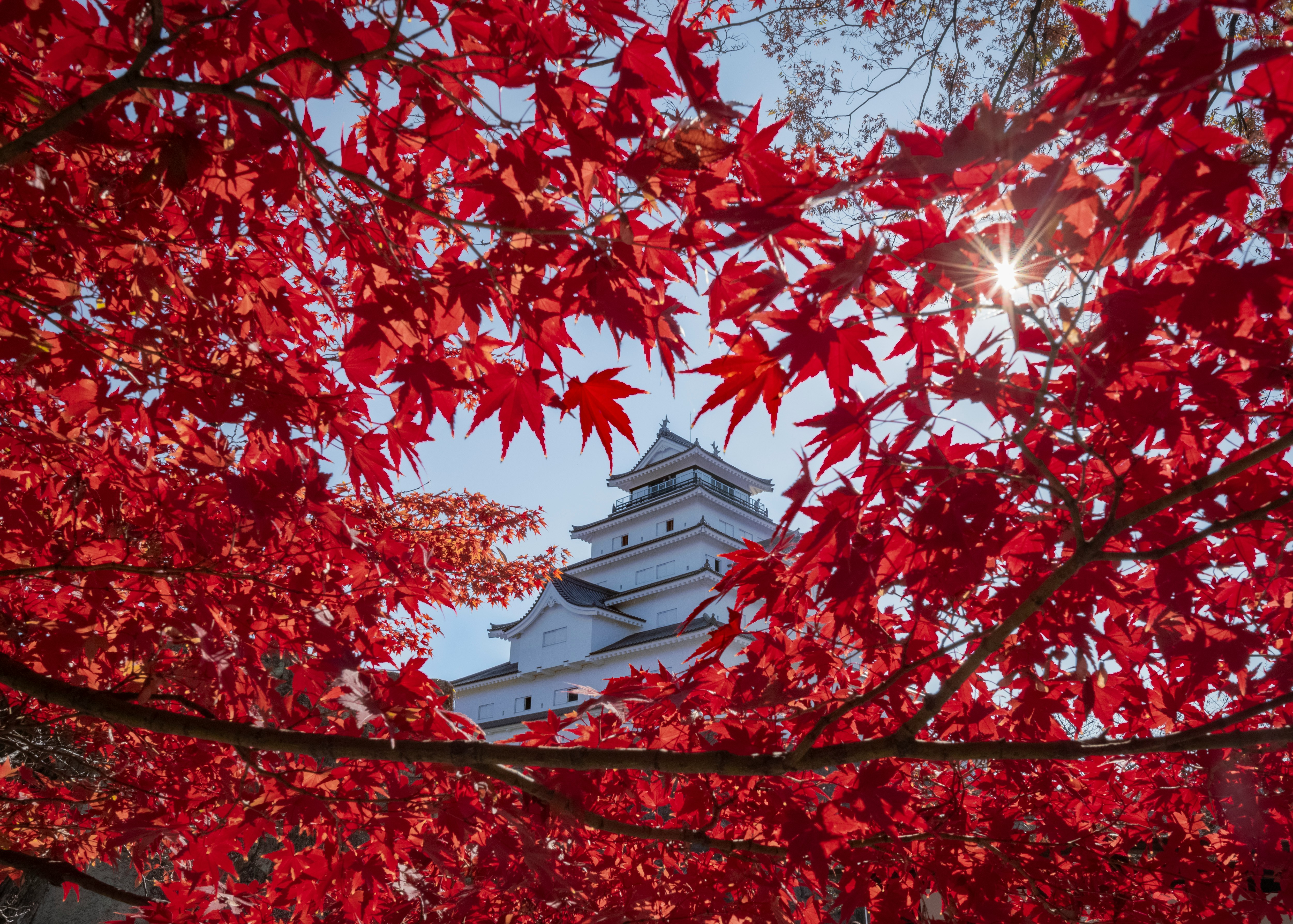赤い紅葉の枝越しに見える白い城郭建築
