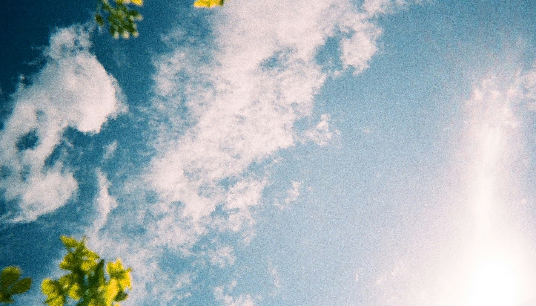 青空に広がる雲と木々の葉先