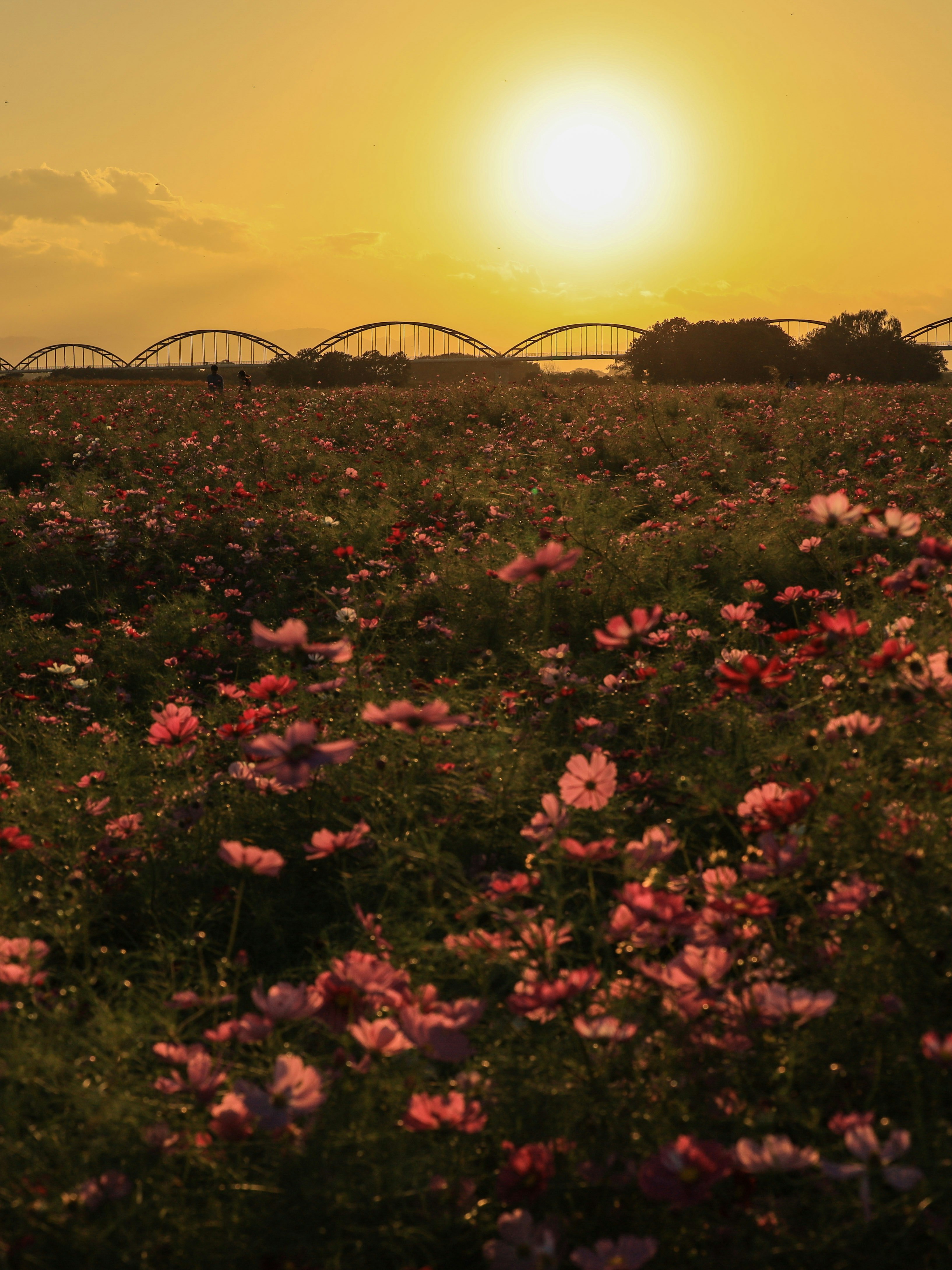 夕景のコスモス畑とアーチ状の橋