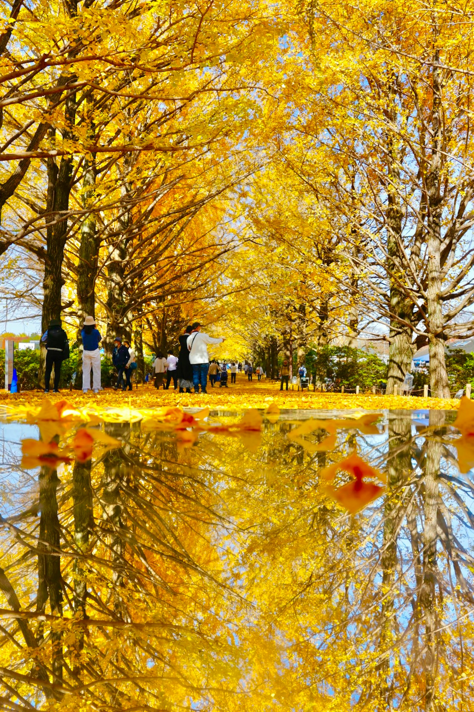 Allée automnale pittoresque bordée d'arbres jaunes et reflets sur l'eau