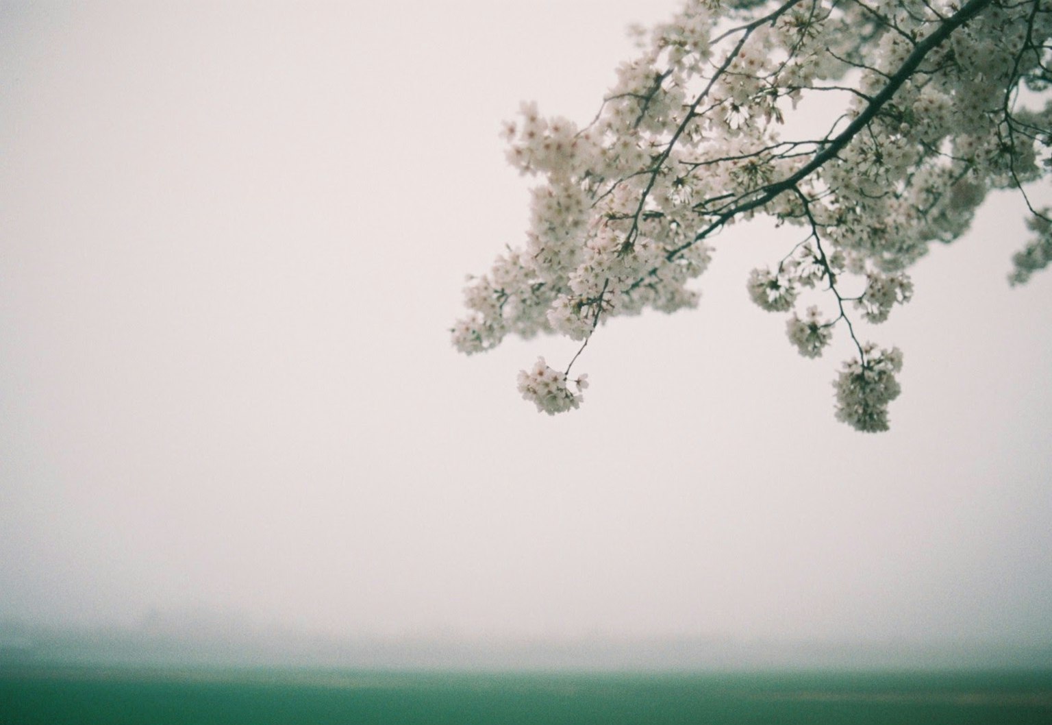 Cherry blossom branch in foggy atmosphere