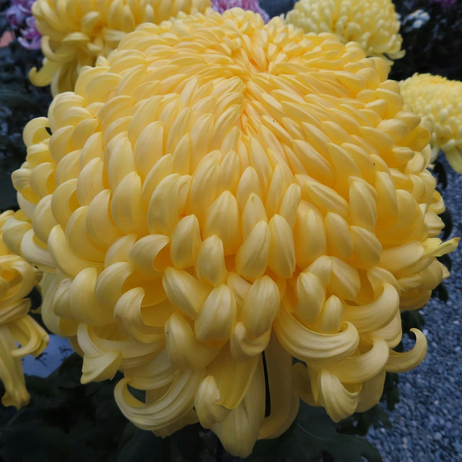 Vibrante gelbe Chrysantheme in voller Blüte mit einzigartigen Blütenblättern