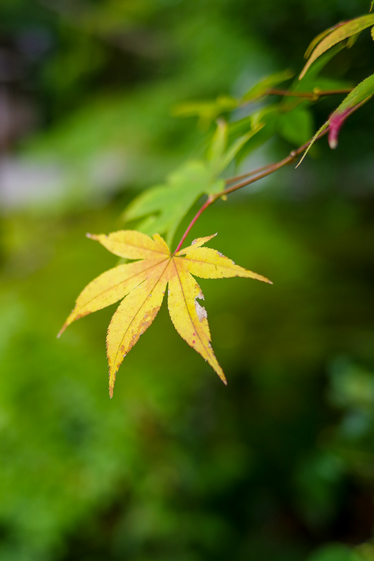 A vibrant yellow leaf stands out against a green background
