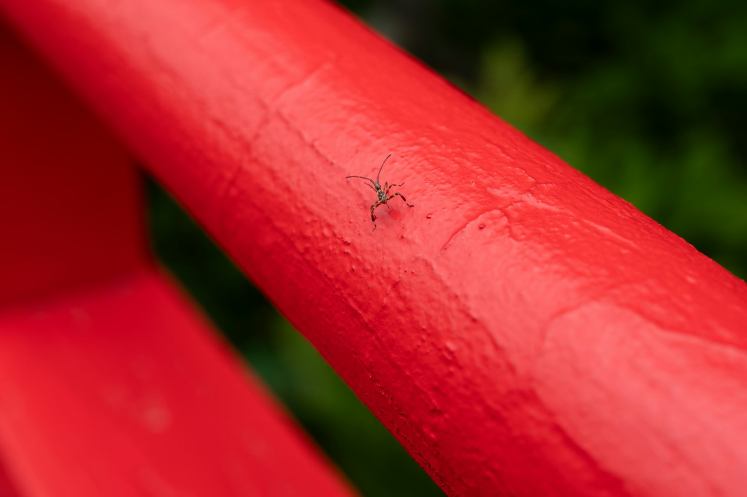 Close-up of a small insect on a red wooden railing