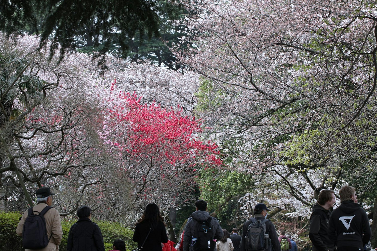 People walking along a path lined with cherry blossom trees