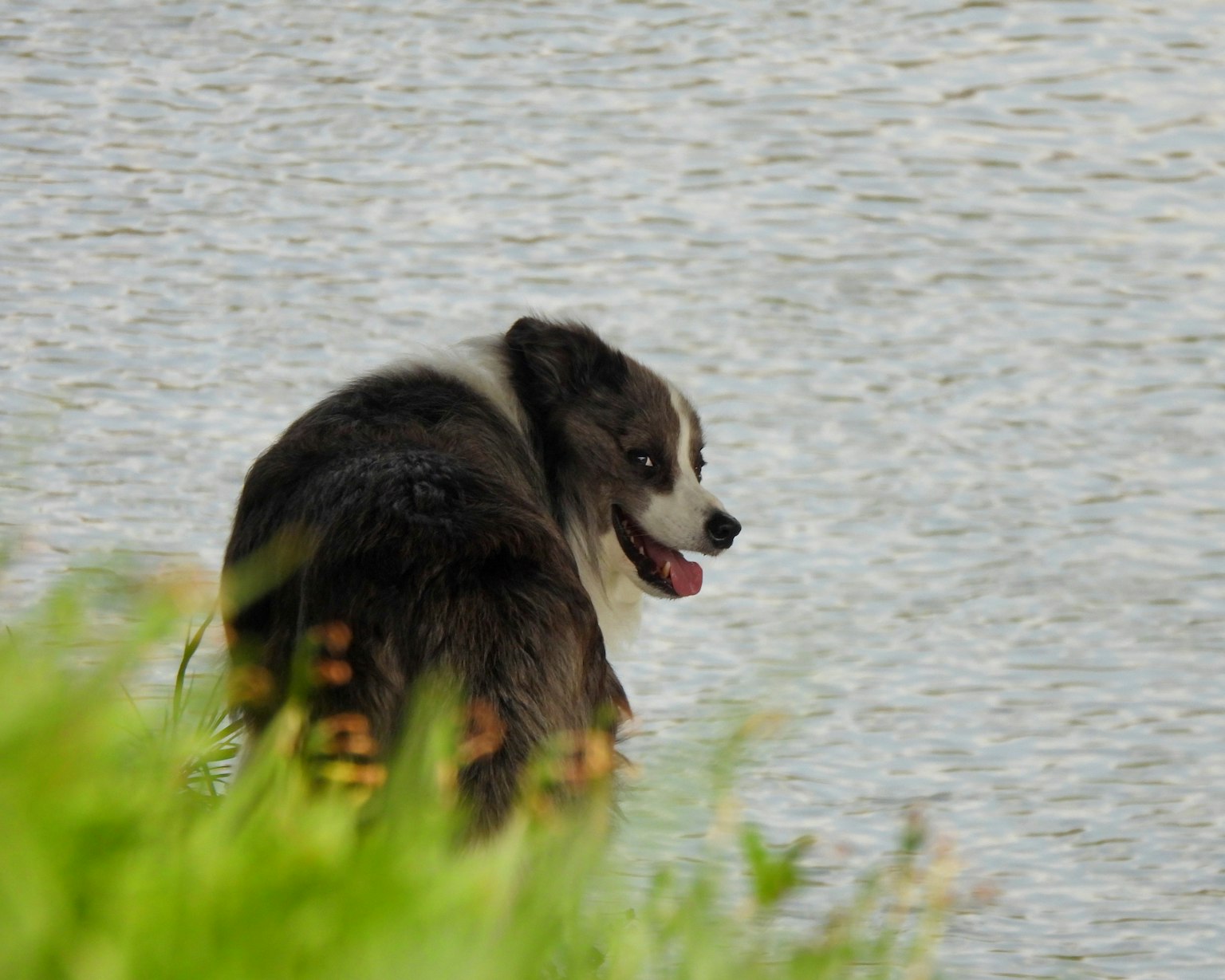 Un cane che si volta vicino all'acqua